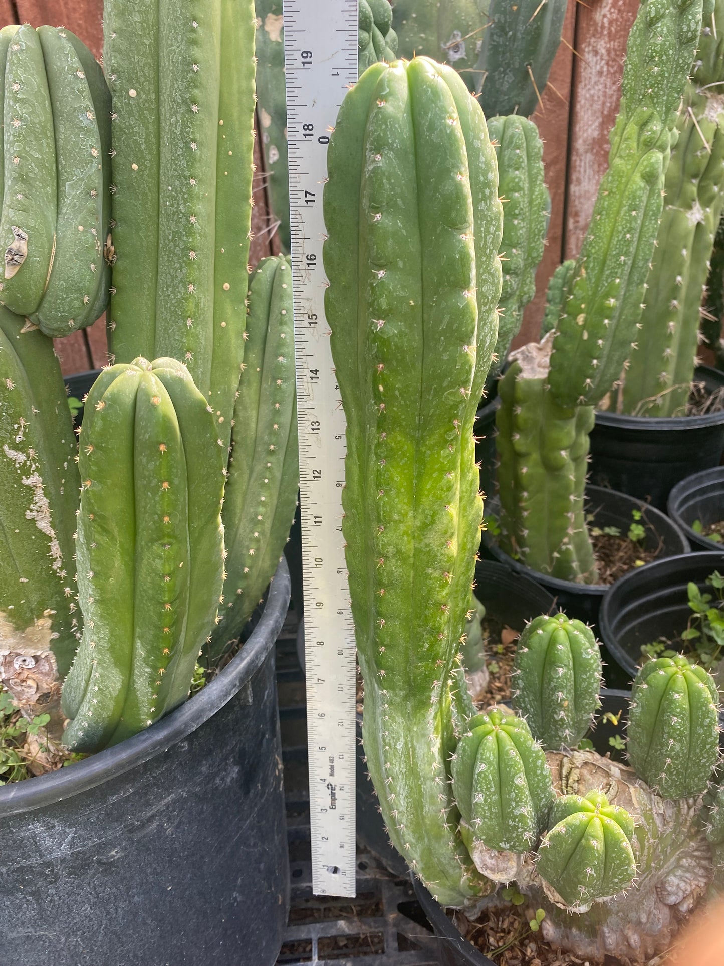 19” T. Pachanoi Monstrose Crest revert cutting
