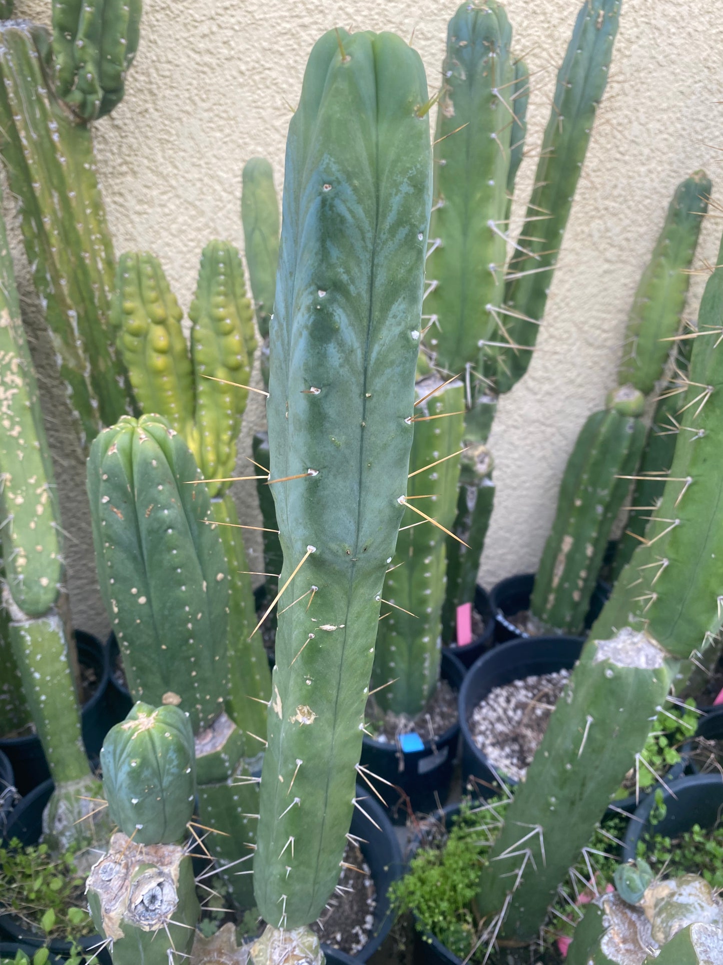 15 1/2” T. Bridgesii Wowie x T. Bridgesii SS02 cutting B17