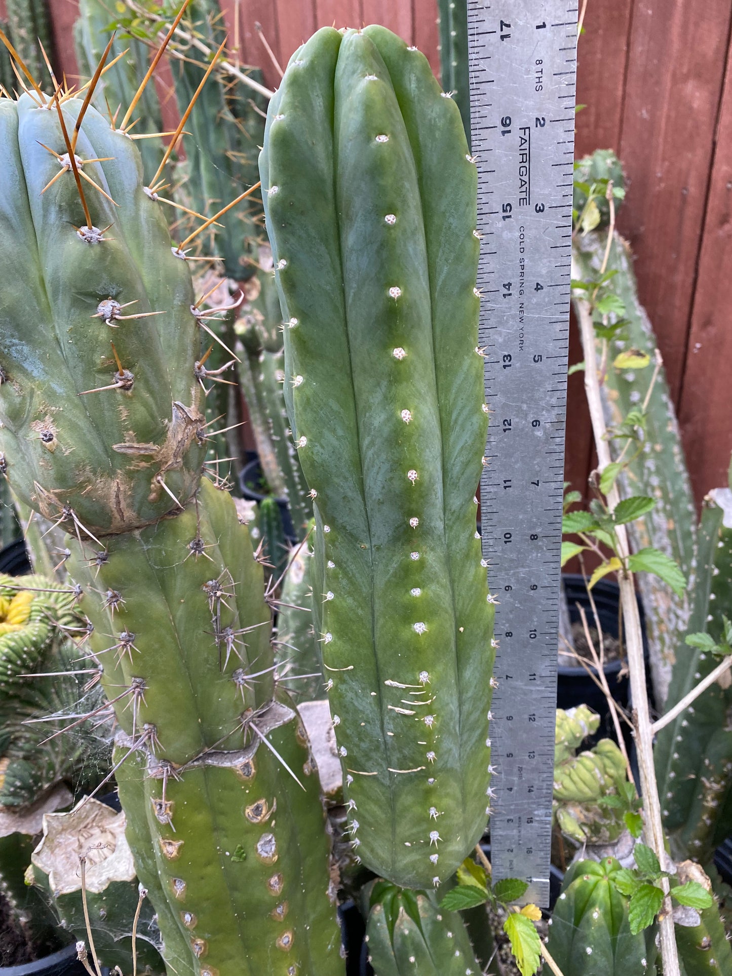 17” San Pedro top cutting