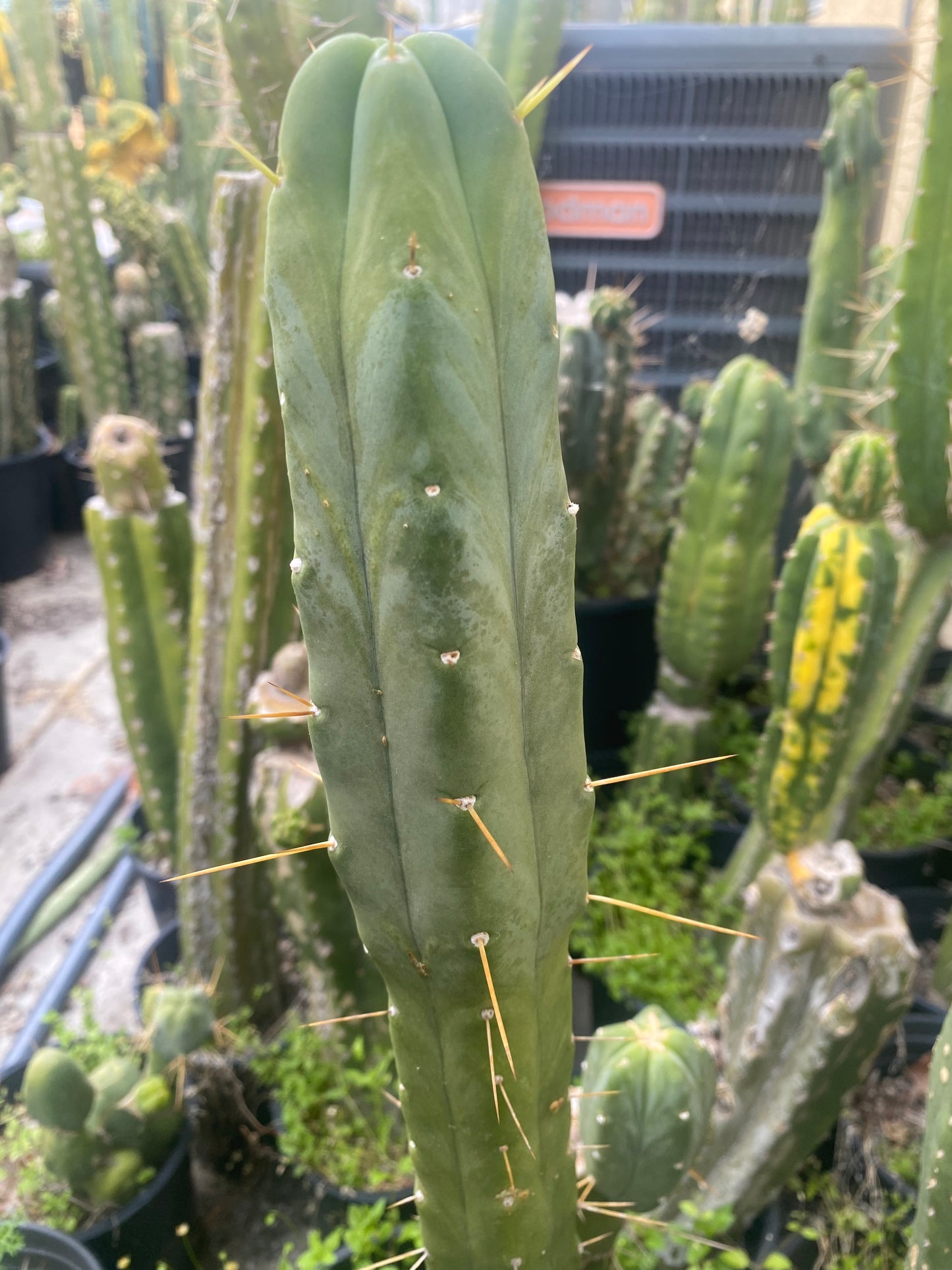 15 1/2” T. Bridgesii Wowie x T. Bridgesii SS02 cutting B17