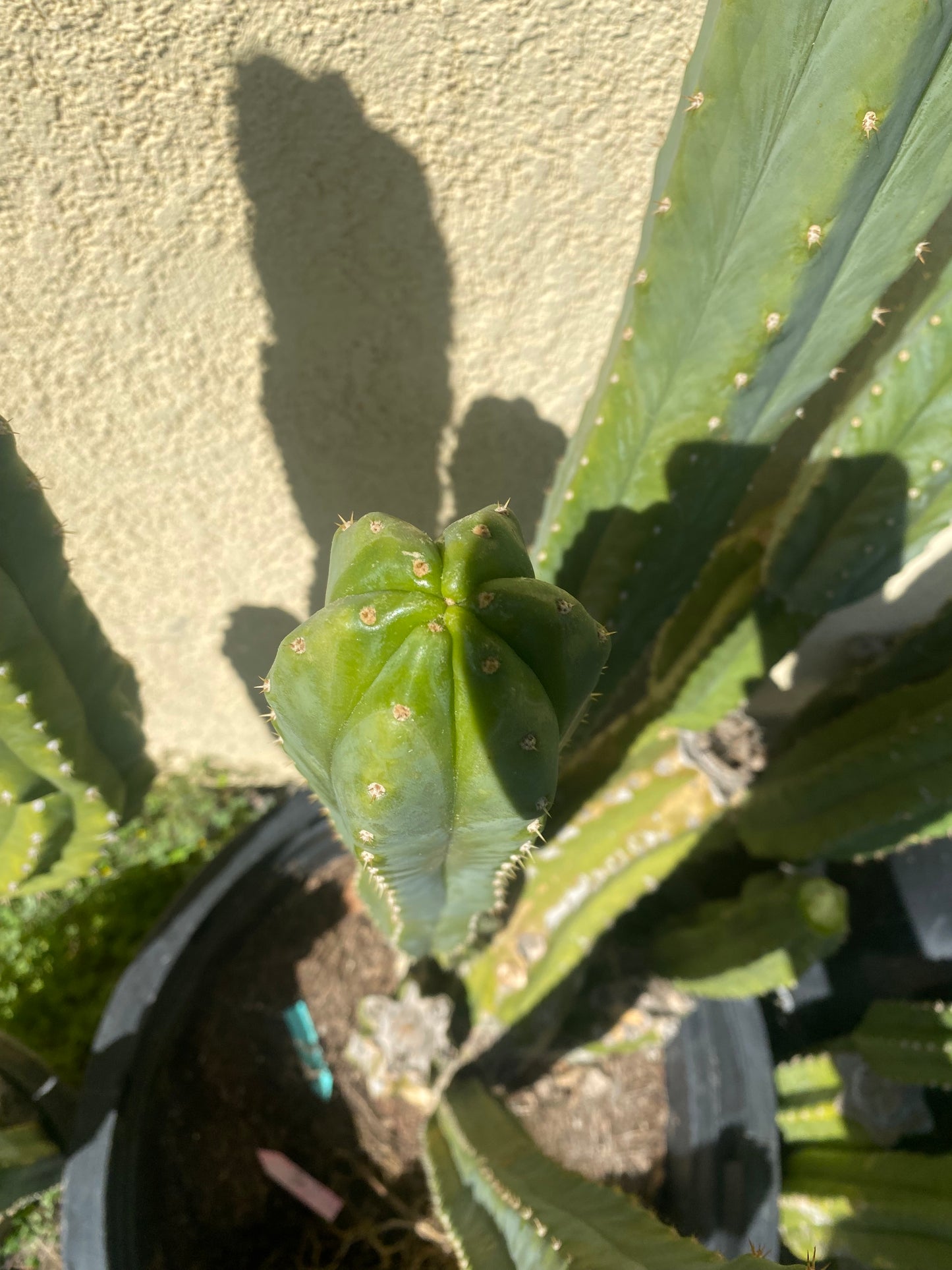 24” San Pedro top cutting