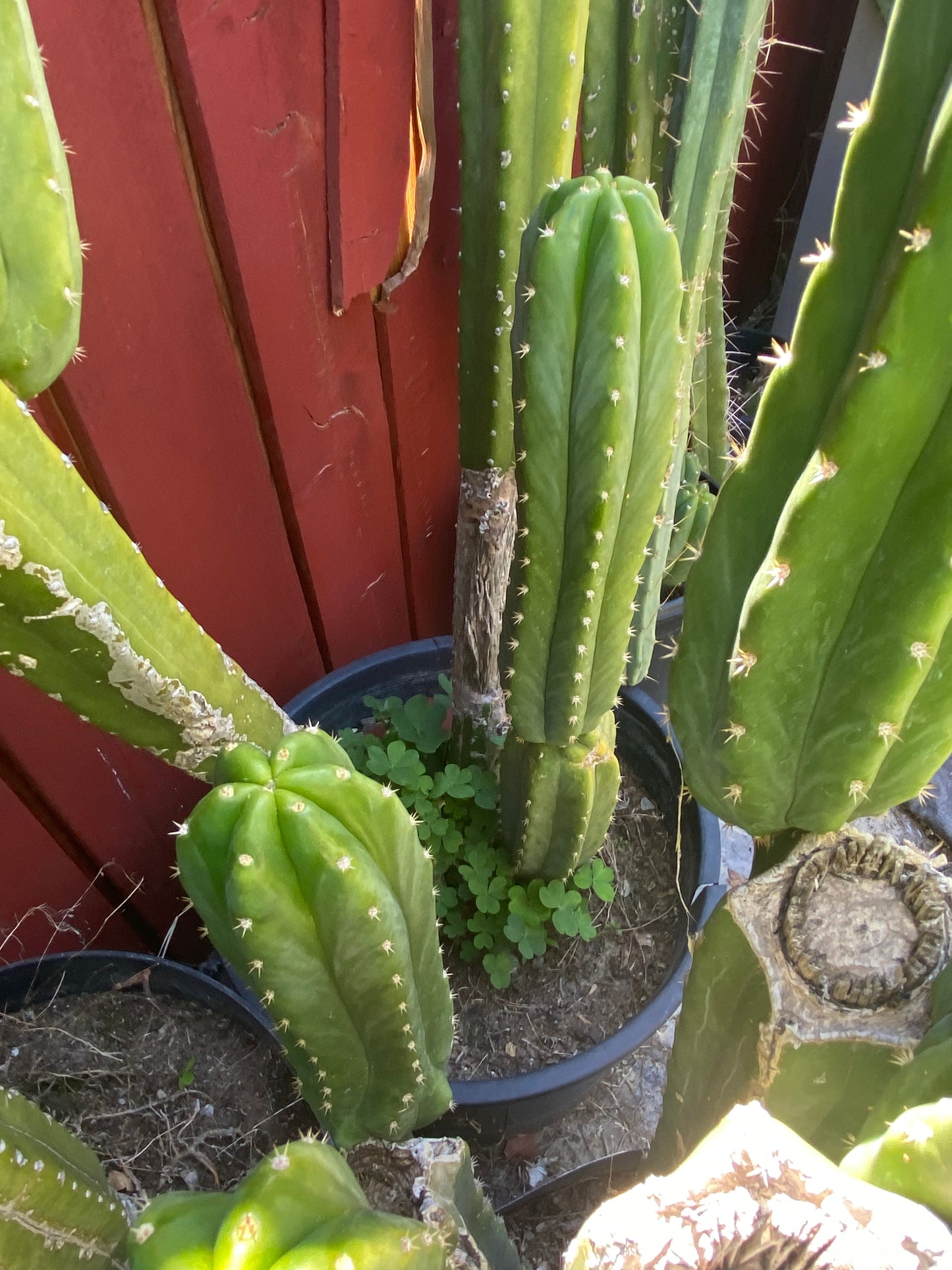 24” San Pedro top cutting