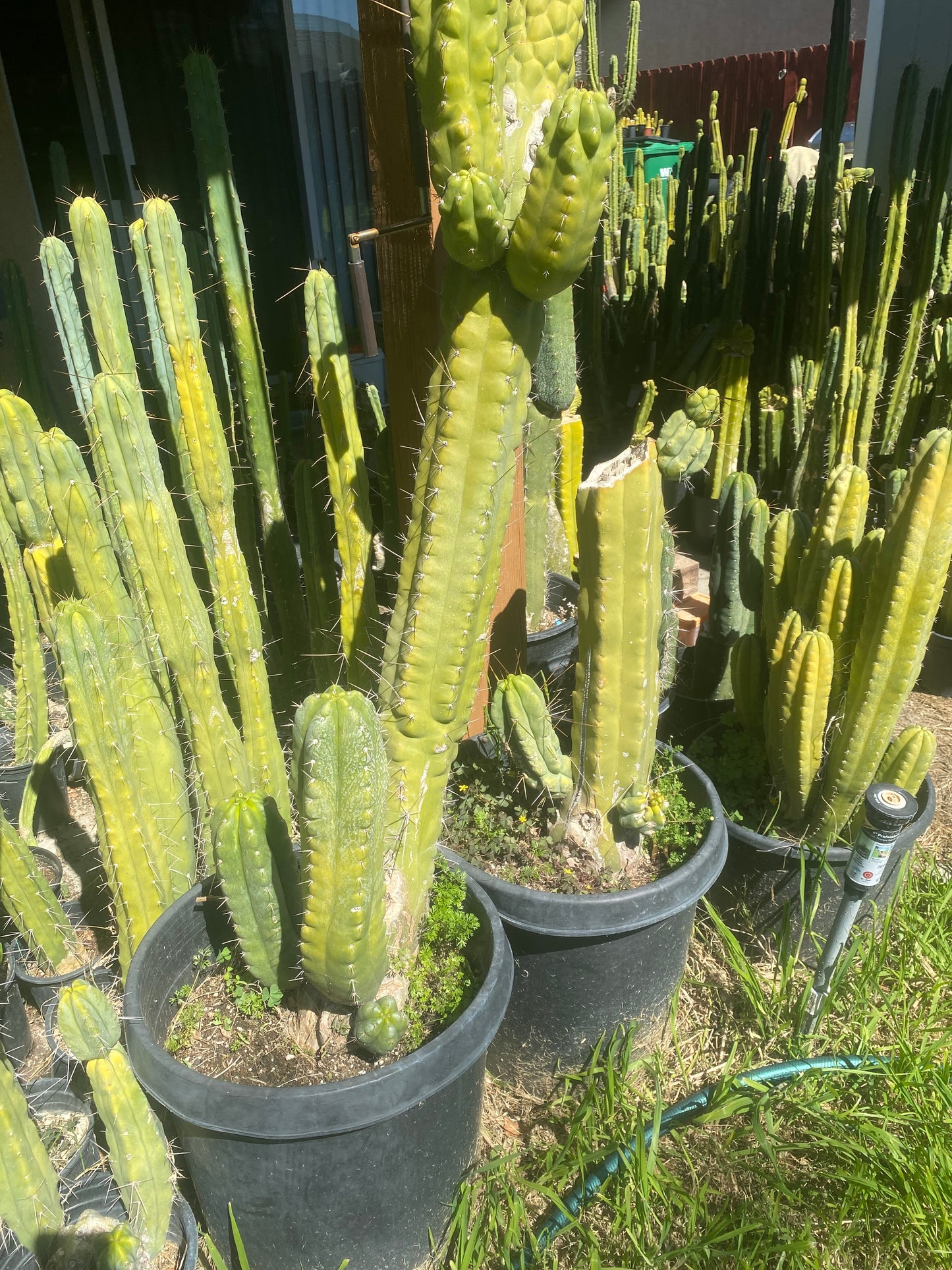 11 1/2” T. Pachanoi Monstrose cutting