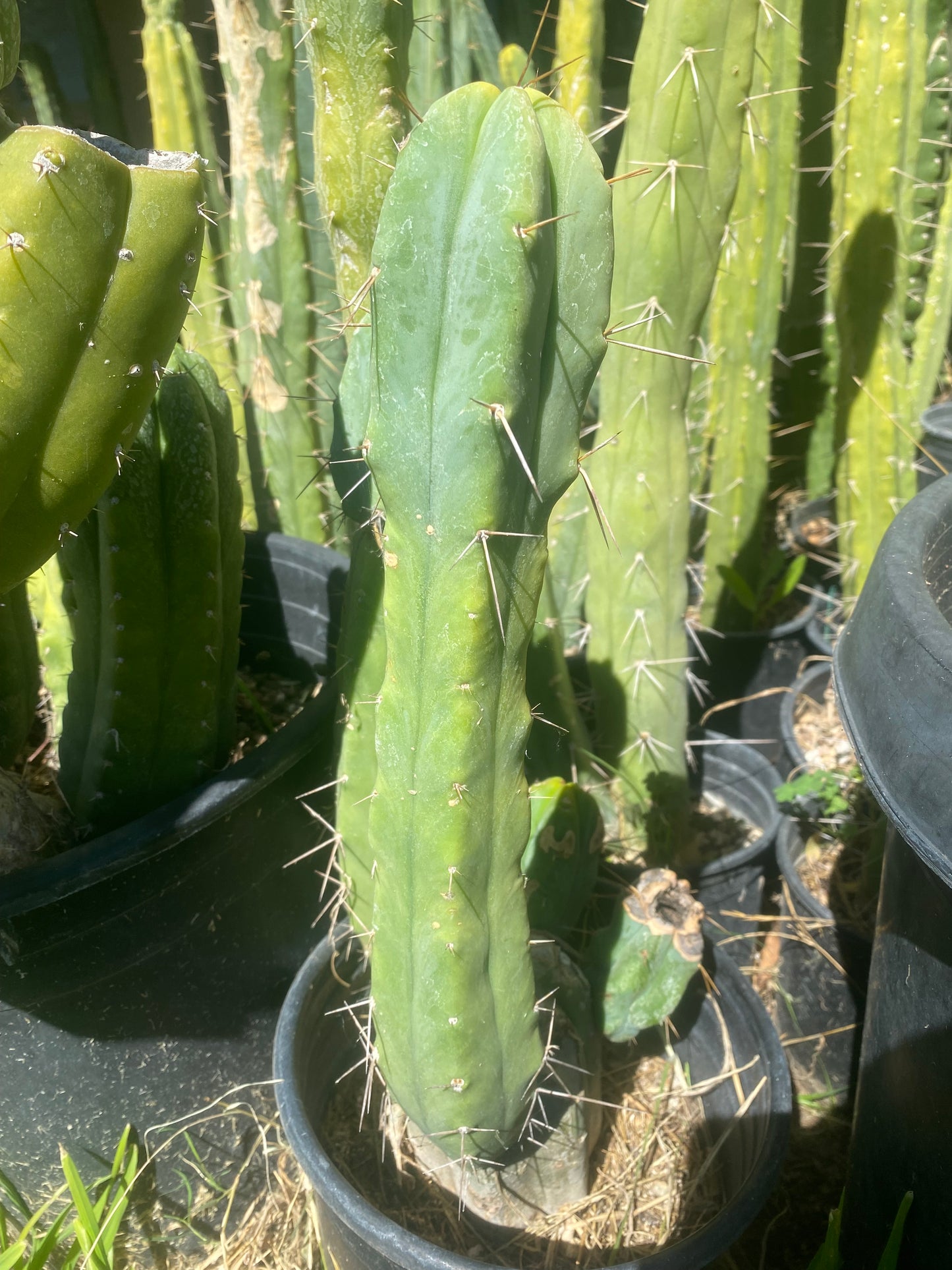 13” T. Bridgesii cutting B01