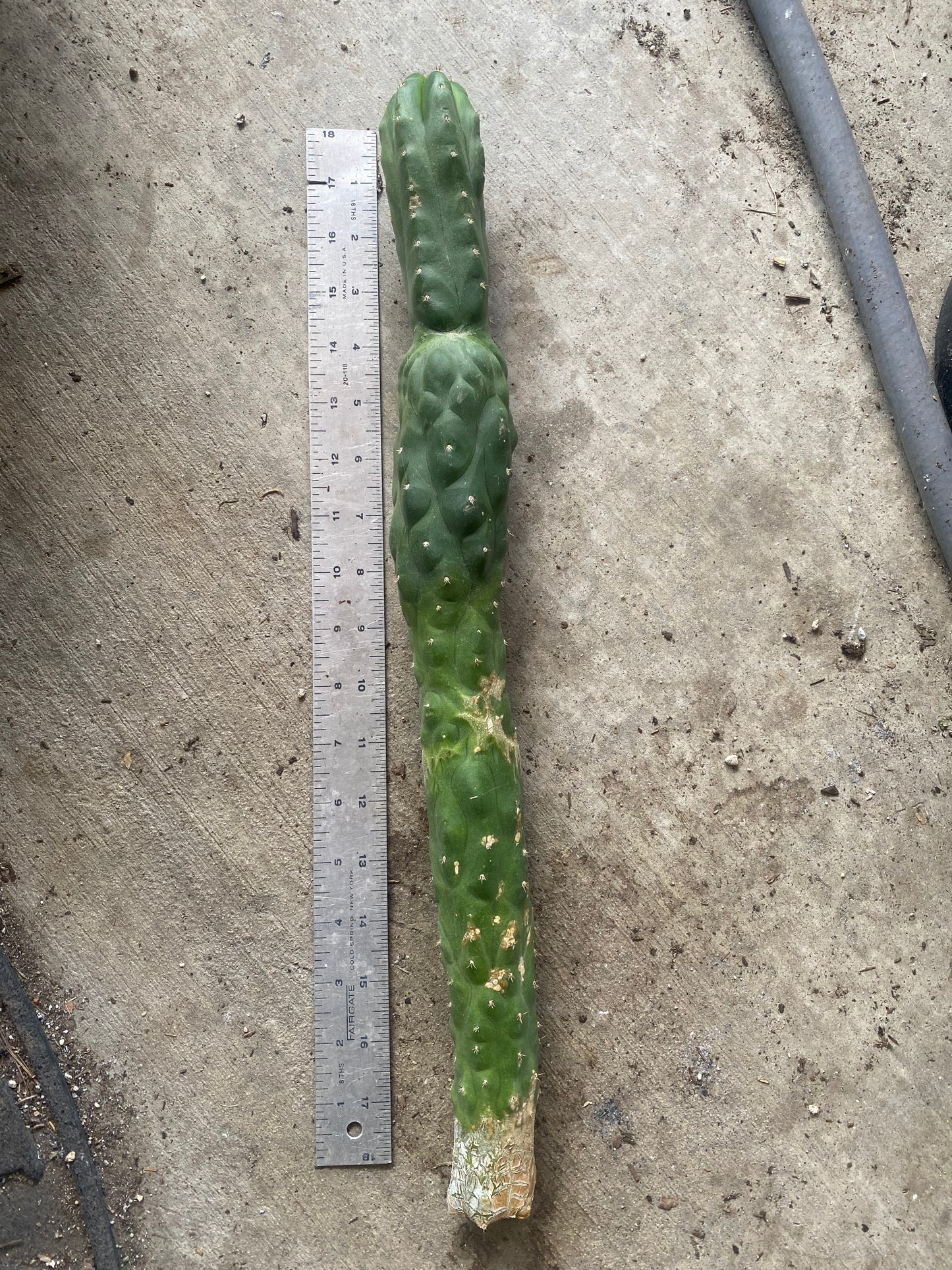 18 1/2” T. Pachanoi Monstrose cutting