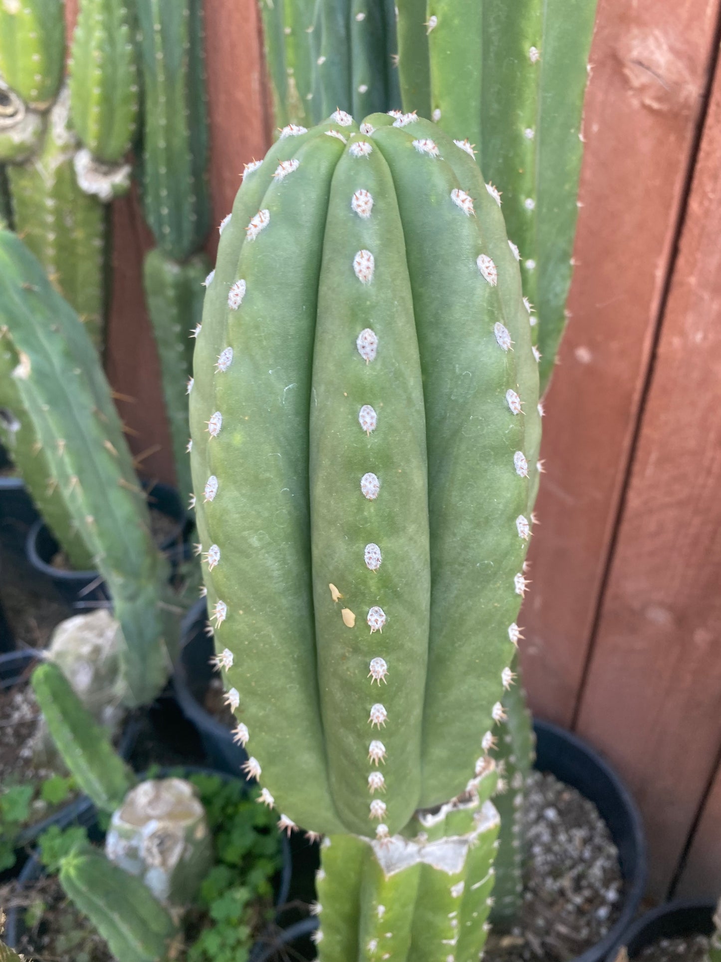 10” T. Zed’s Scopulicola cutting