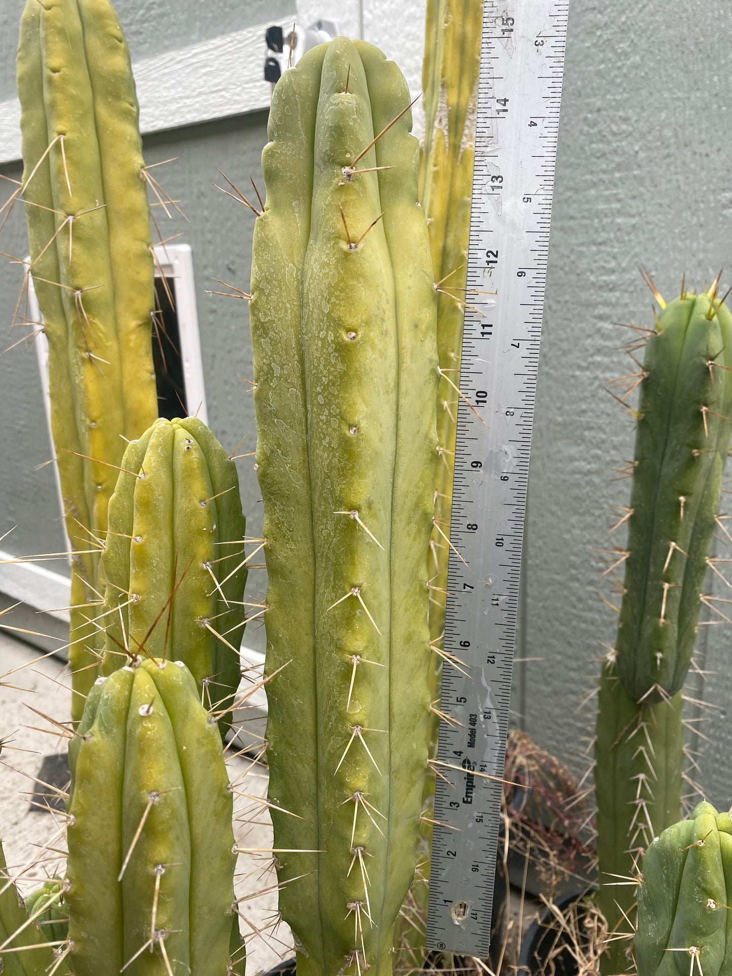 15” T. Bridgesii Eileen cutting