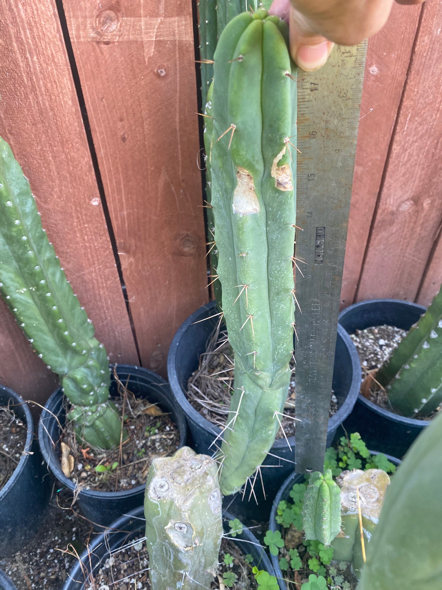 19” T. Bridgesii cutting B01