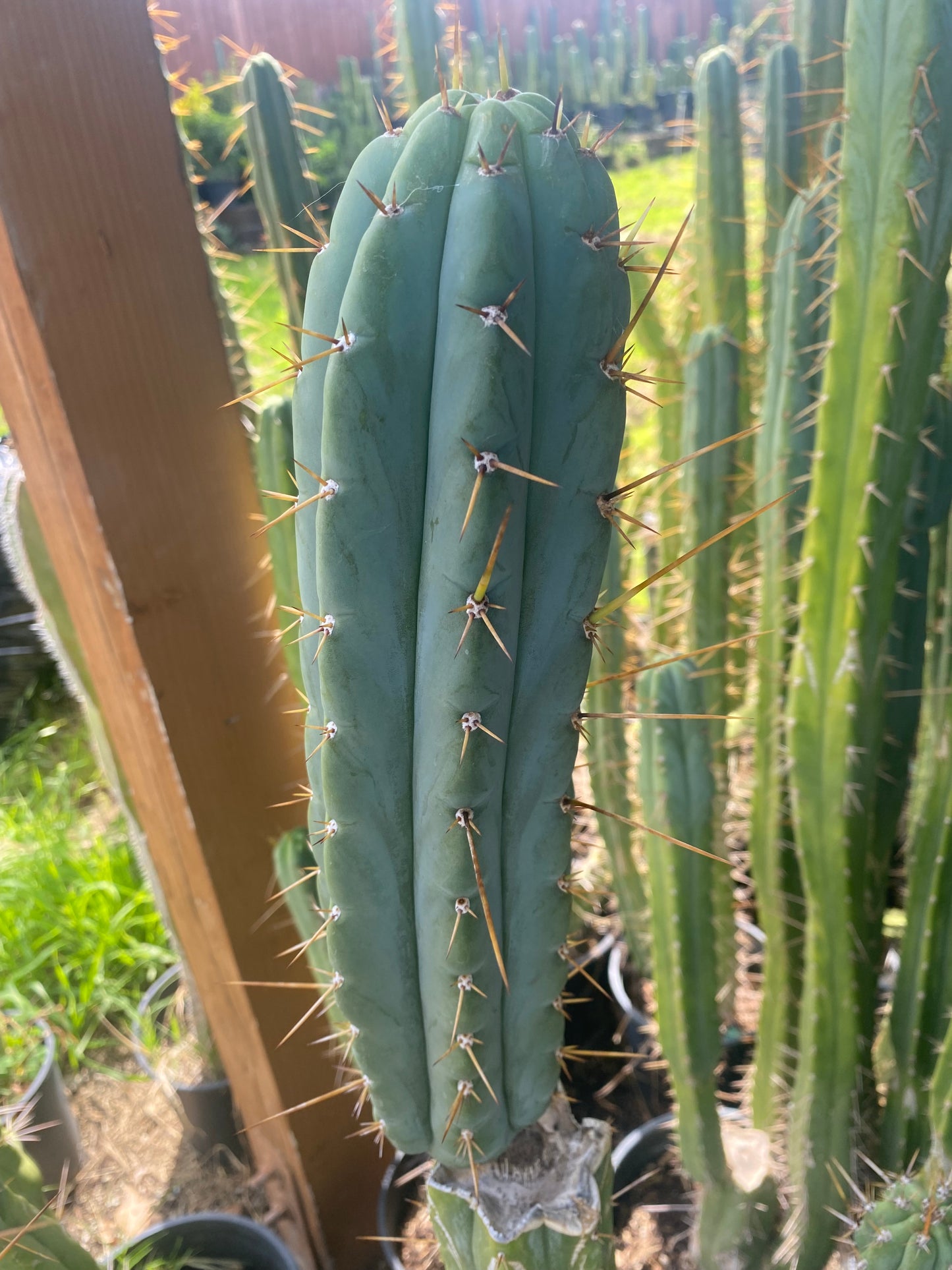 12” T. Bridgesii Australian Angela cutting B40