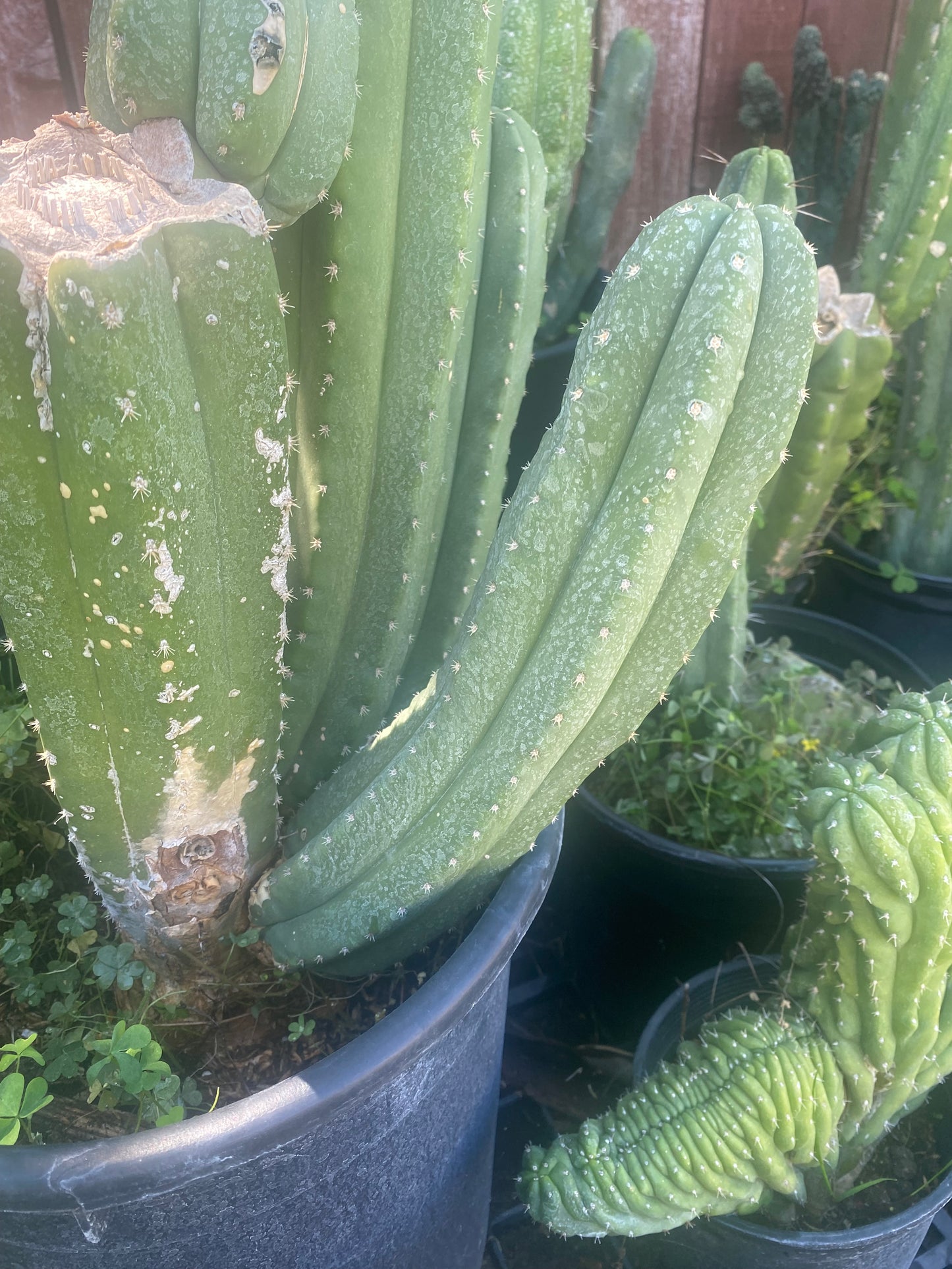13” T. Pachanoi Cordobensis cutting