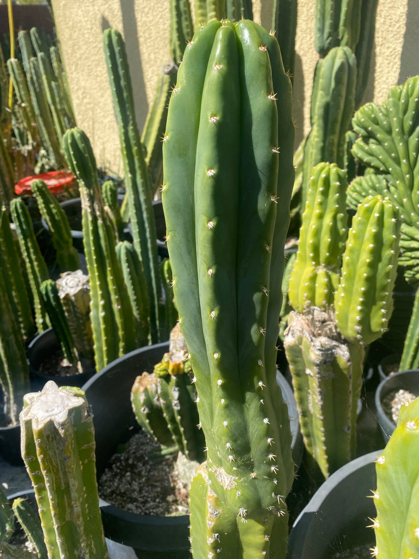 14 1/2” San Pedro top cutting flowering tip