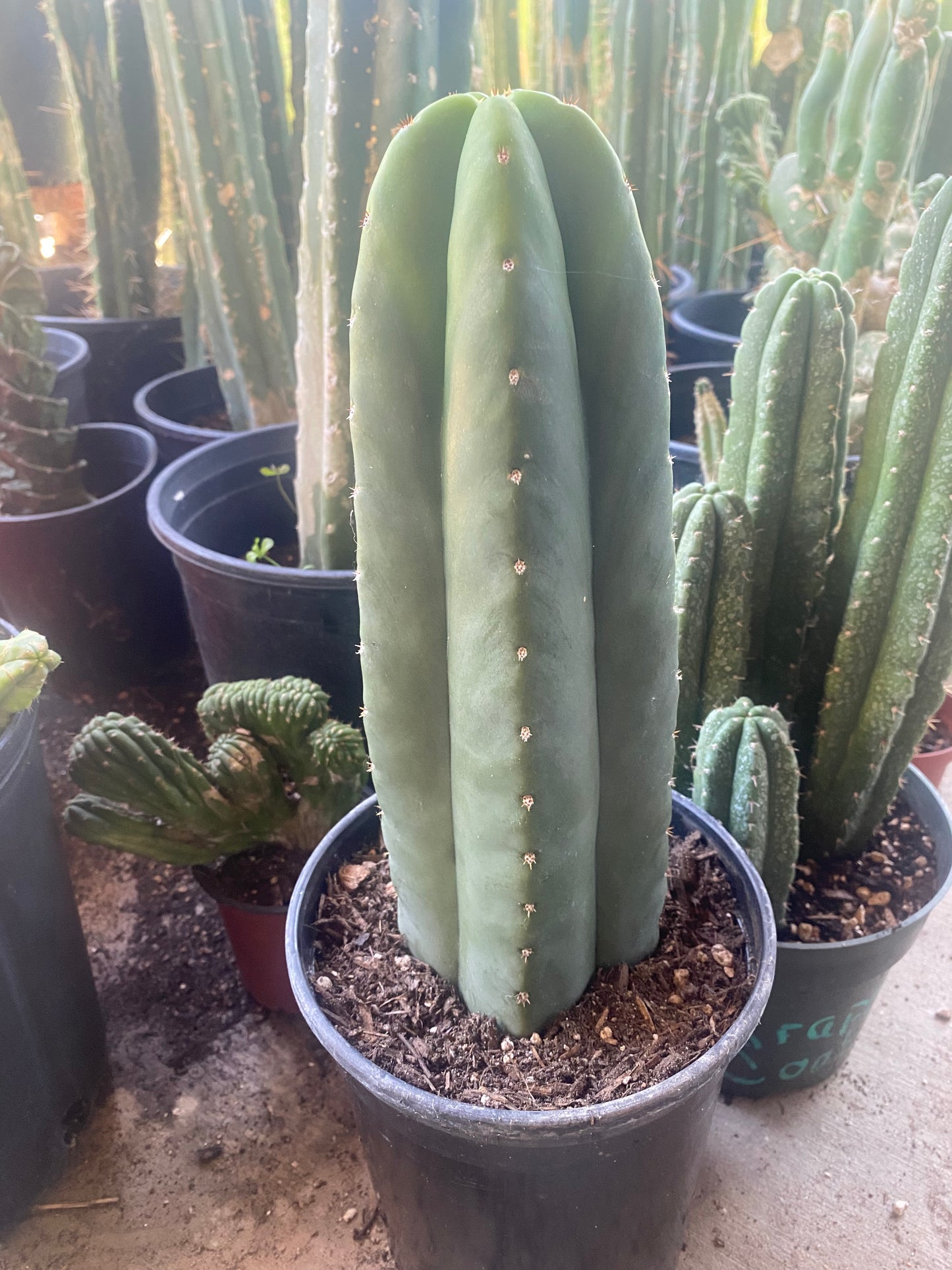 14 1/2” Huanucoensis x T. Scopulicola cutting