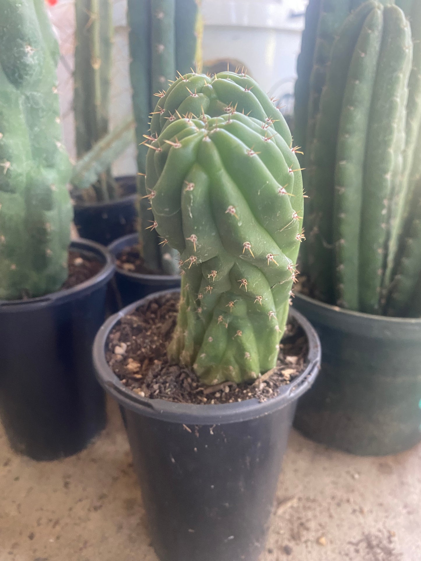 T. Pachanoi Monstrose Crest cutting