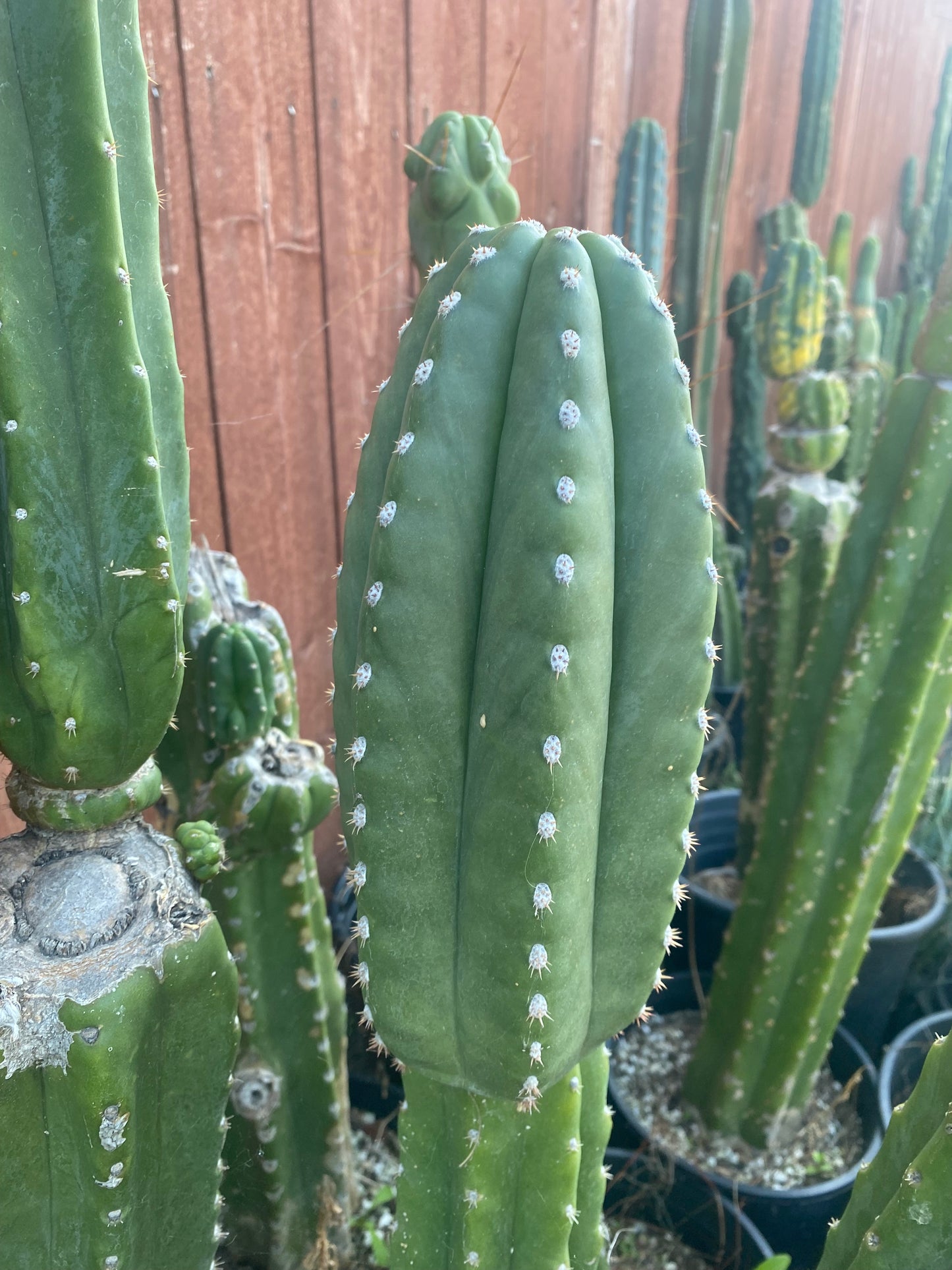 10” T. Zed’s Scopulicola cutting