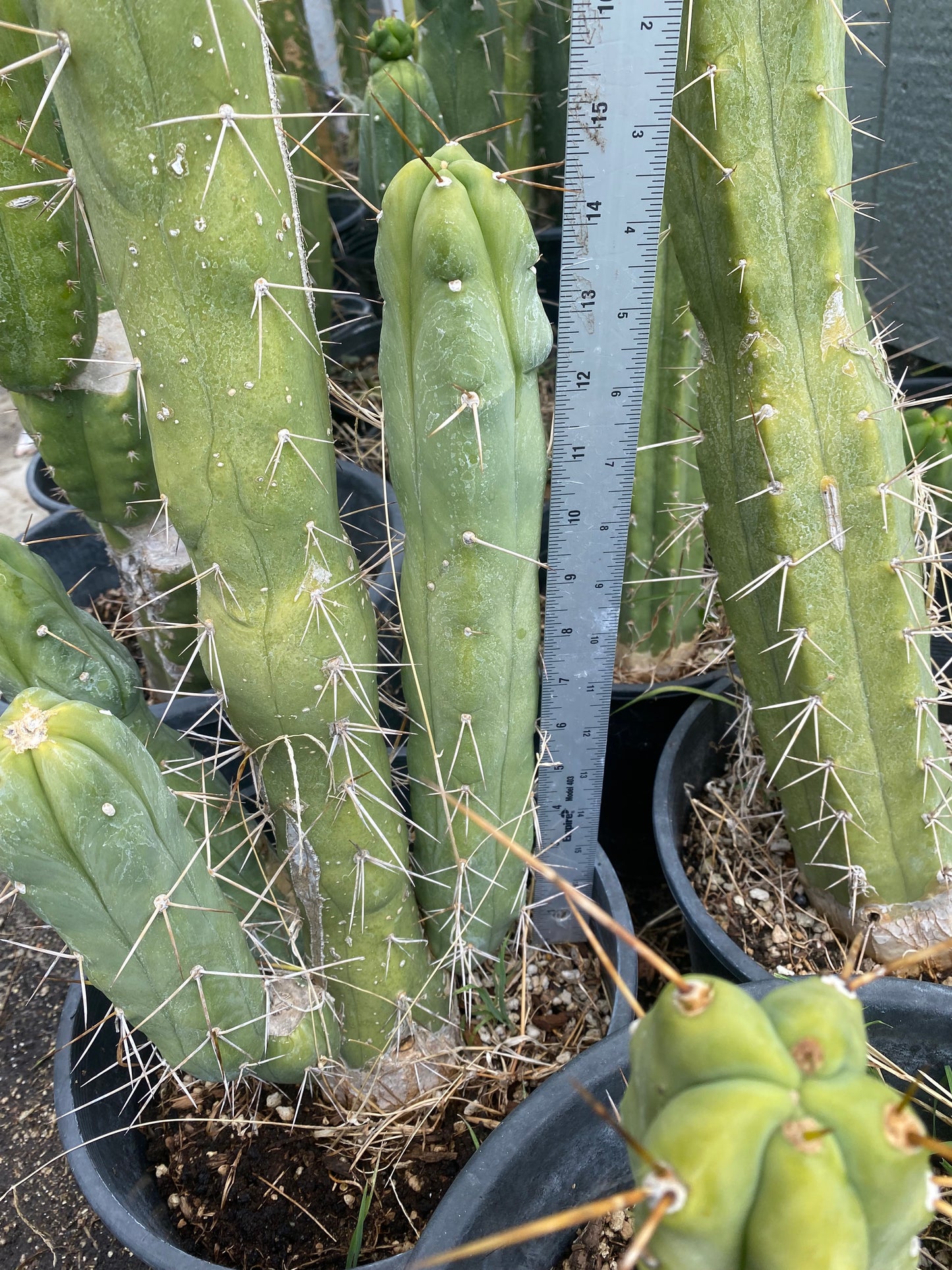 14 1/2” T. Bridgesii Monstrose Melted Wax like cutting