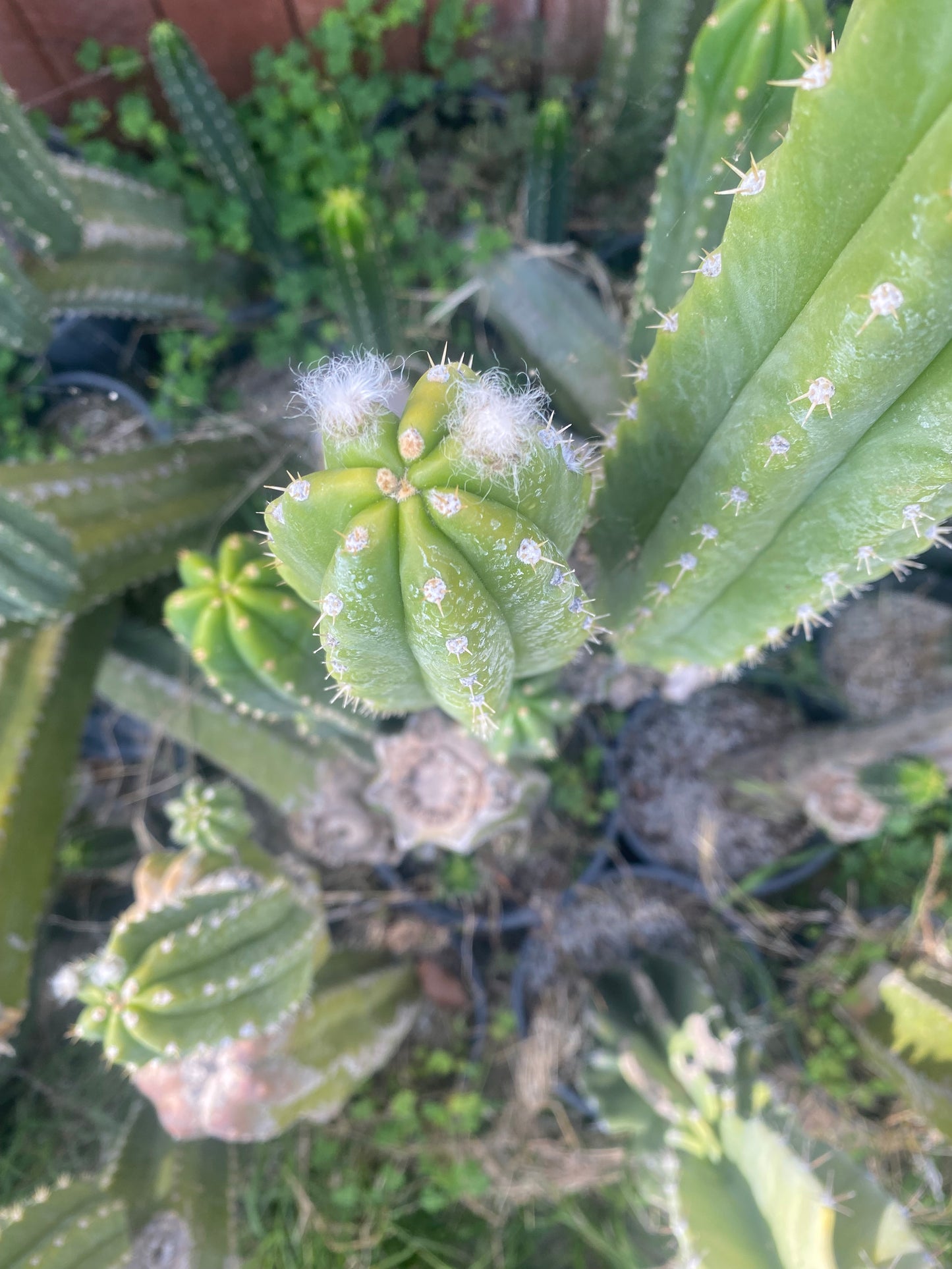 13” San Pedro cutting flowering tip