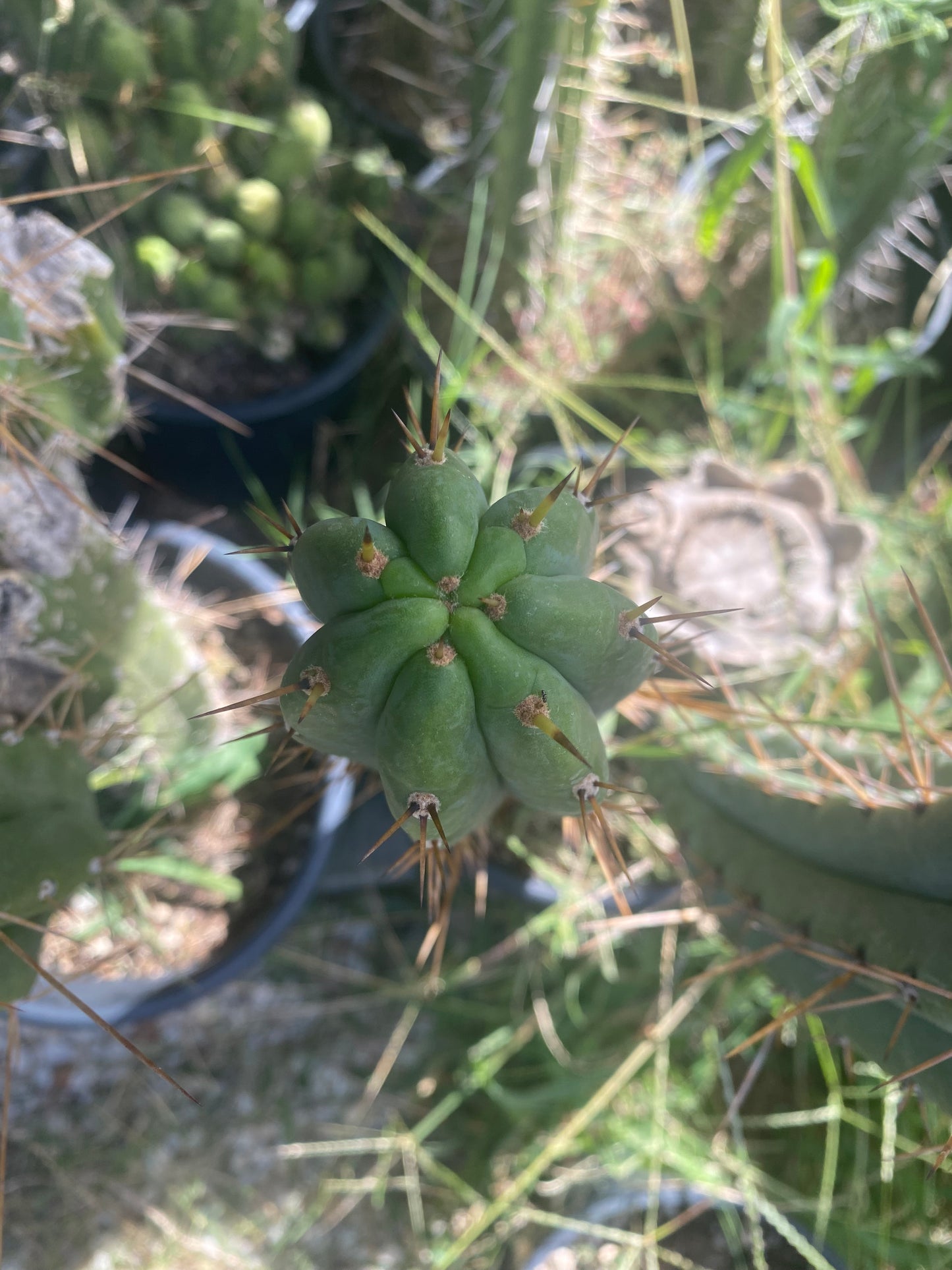 13 1/2” T. Bridgesii Oceanside cutting B19a