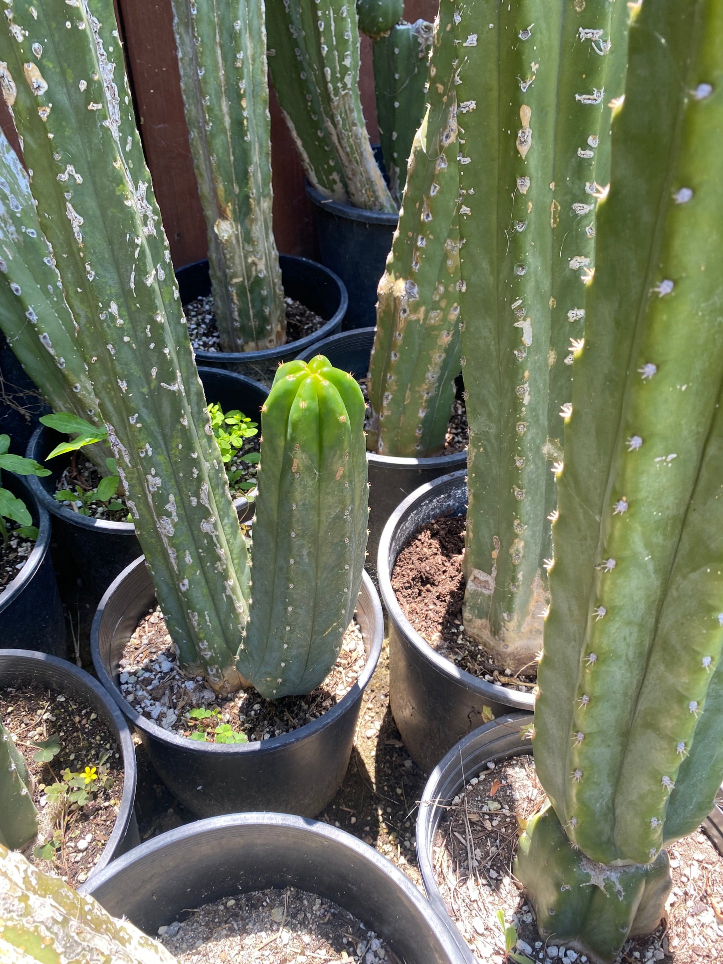 12” San Pedro top cutting