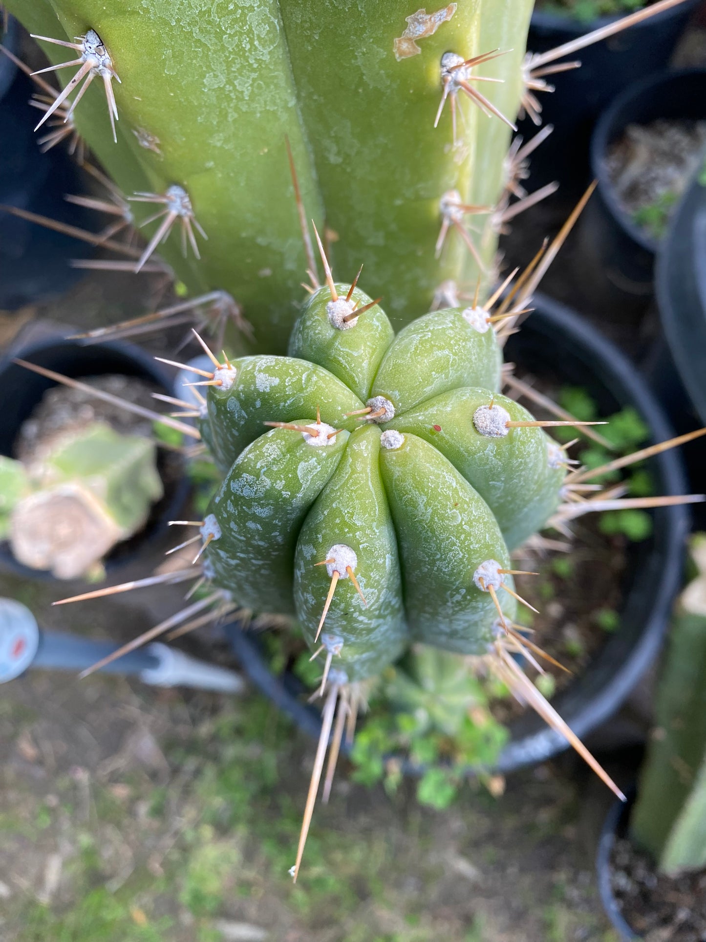 17” T. Peruvianus 2983 cutting