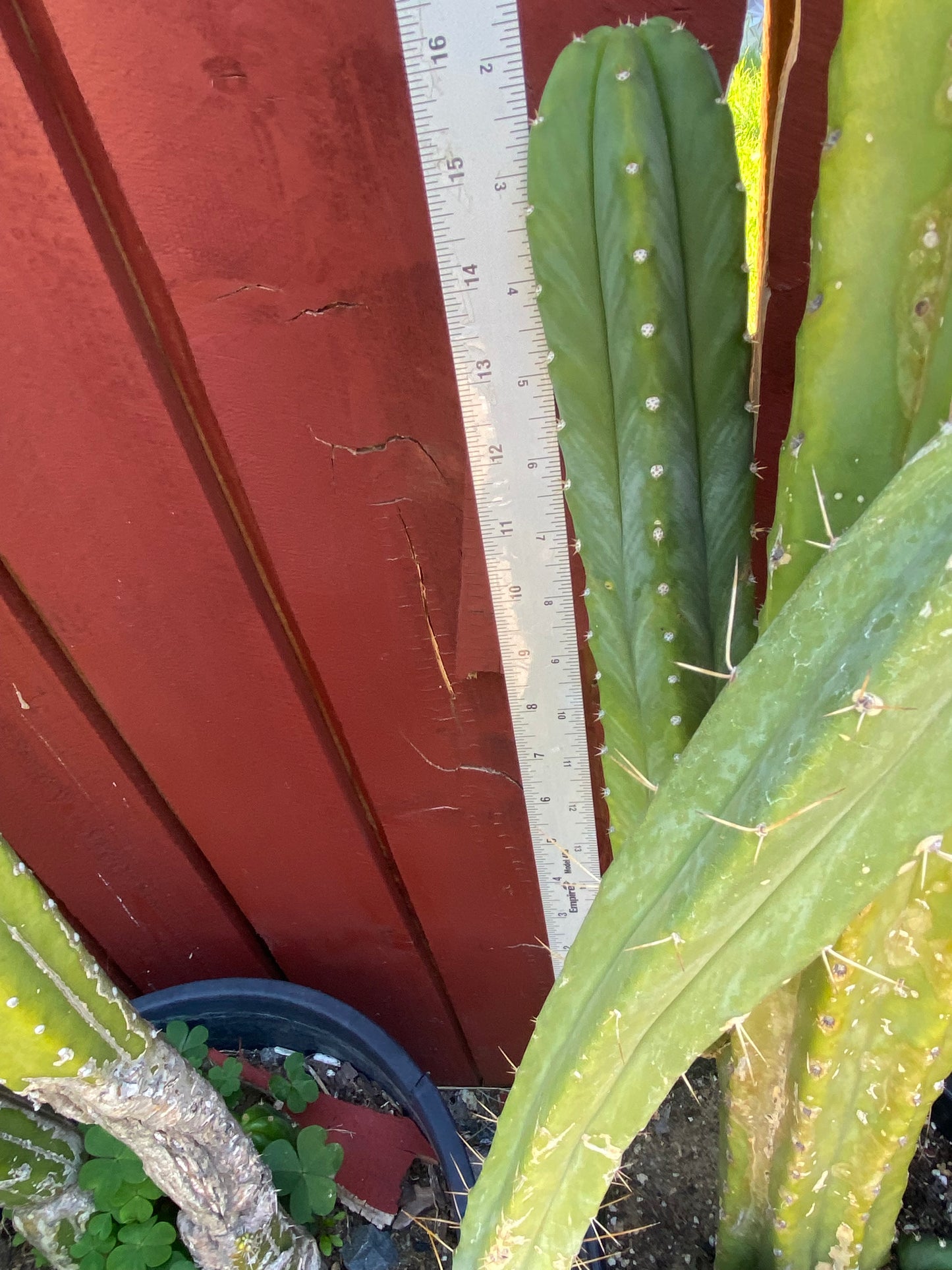 16” San Pedro top cutting
