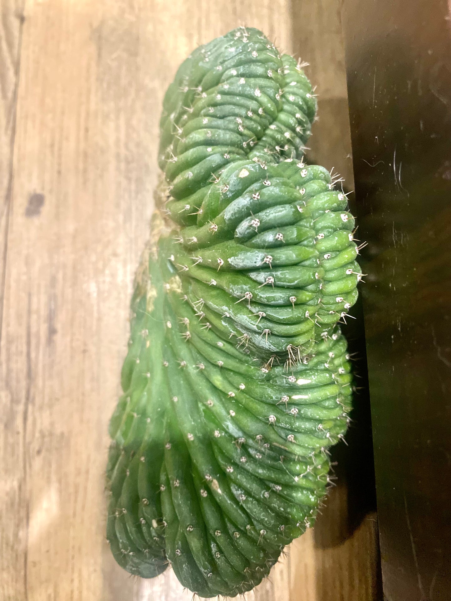 T. Pachanoi Monstrose Crest cutting