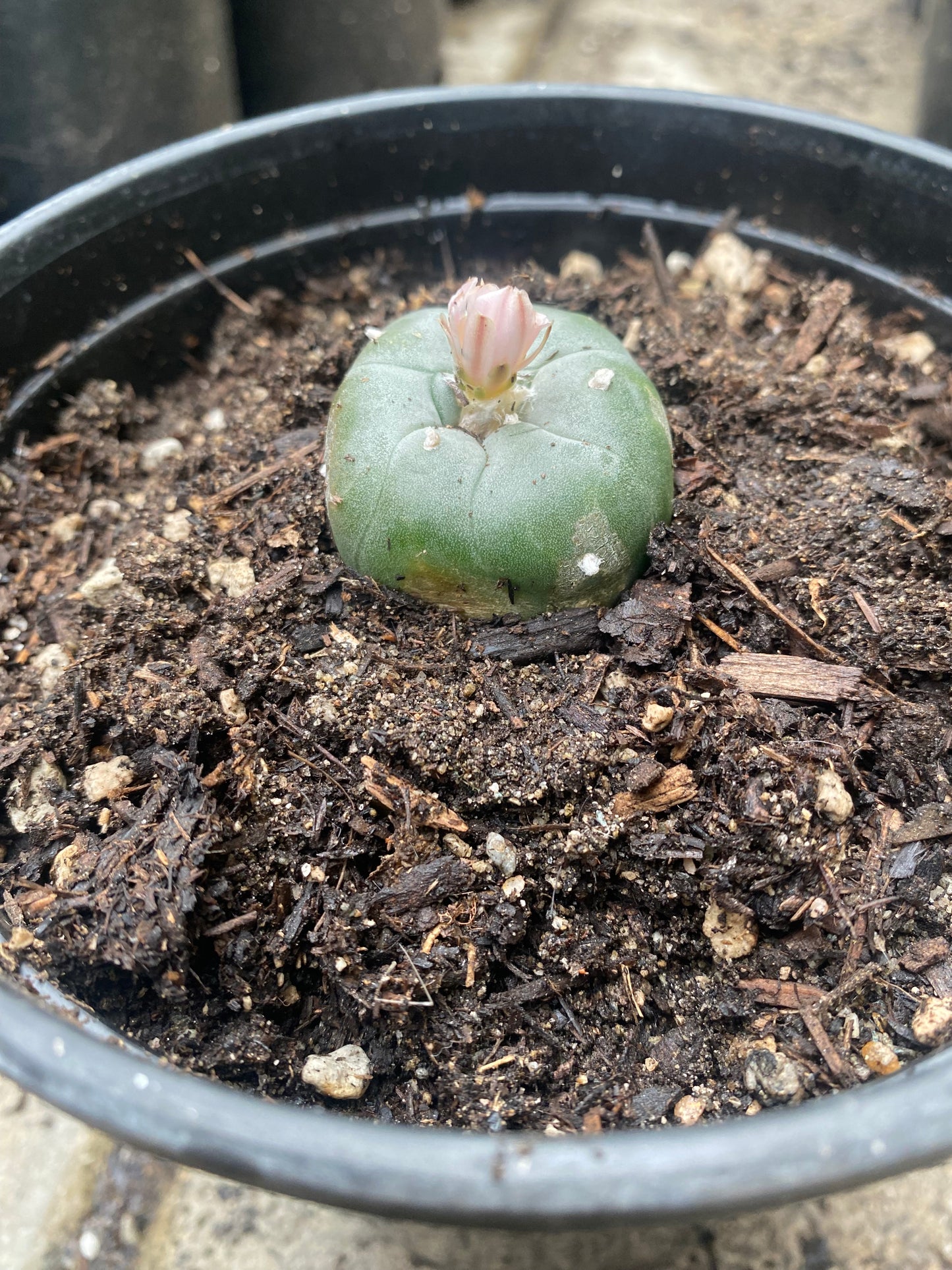 1.69” Grafted L Matucana Madisorium W