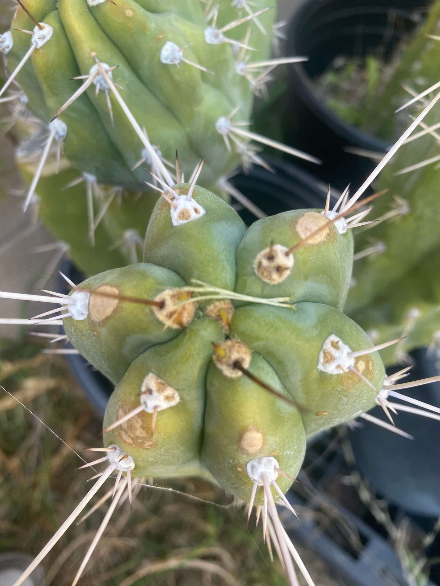14” T. Peruvianus Los Gentiles cutting