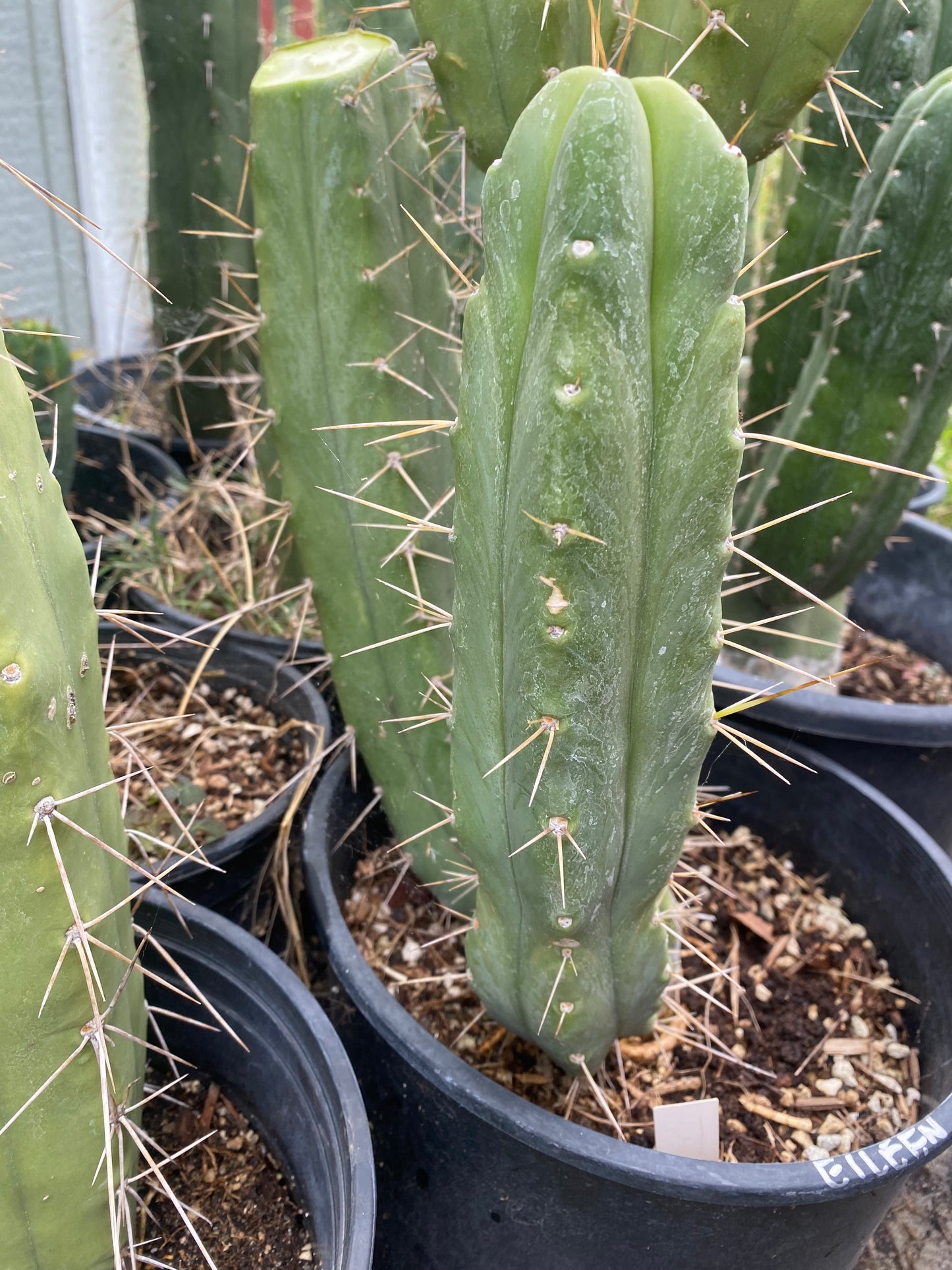 12” T. Bridgesii Eileen cutting
