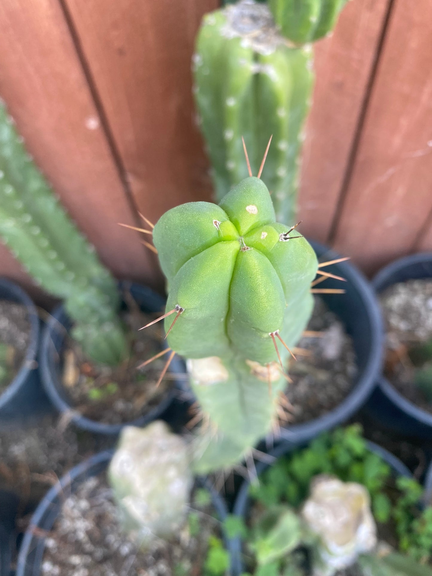 19” T. Bridgesii cutting B01