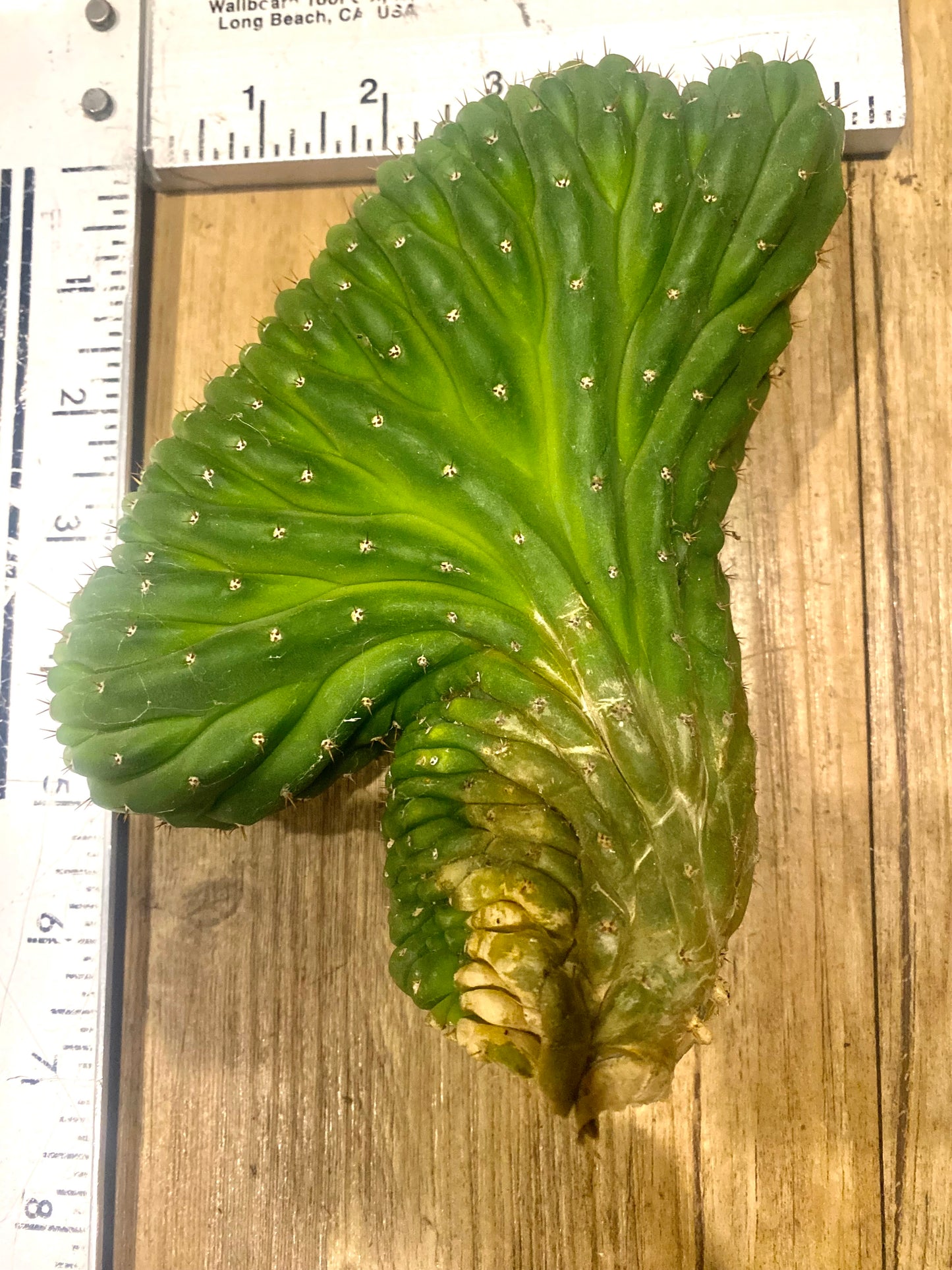T. Pachanoi Monstrose Crest cutting