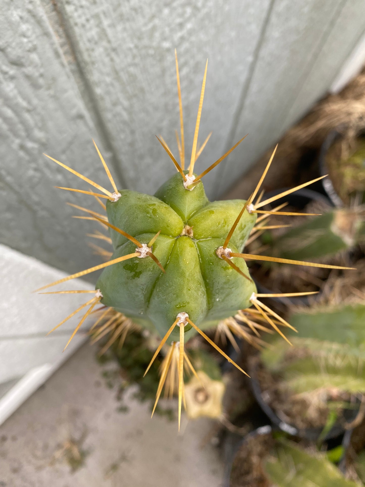 15” T. Bridgesii Kakteen.K. cutting B41