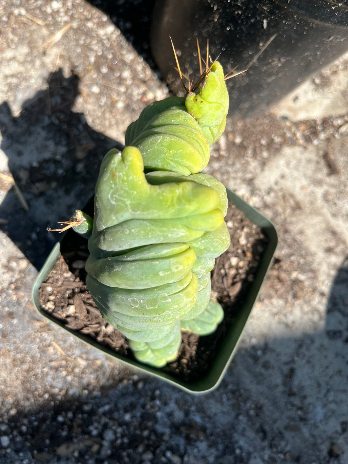 5 1/2” tall T. Bridgesii Monstrose Crest cutting