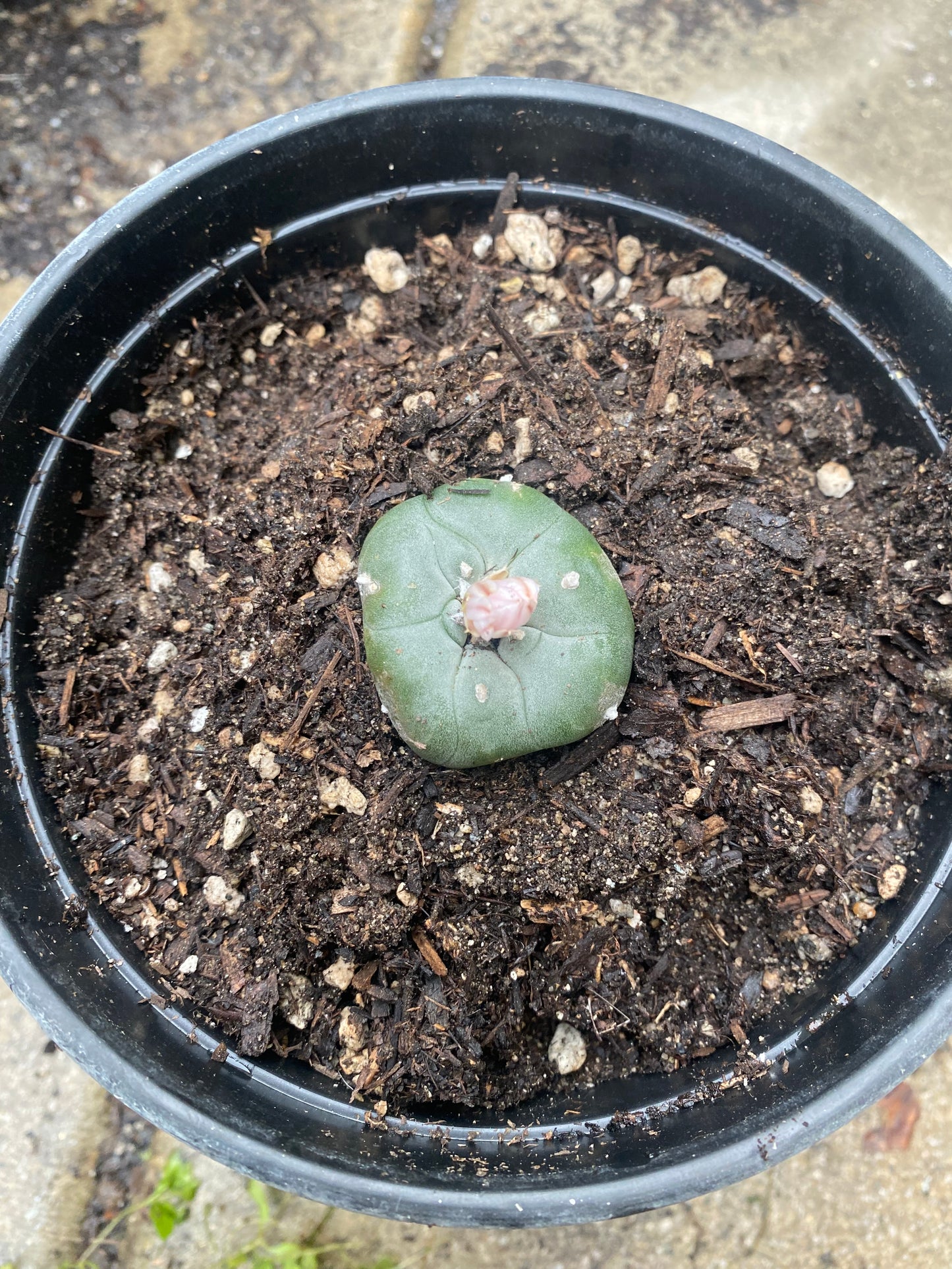 1.69” Grafted L Matucana Madisorium W