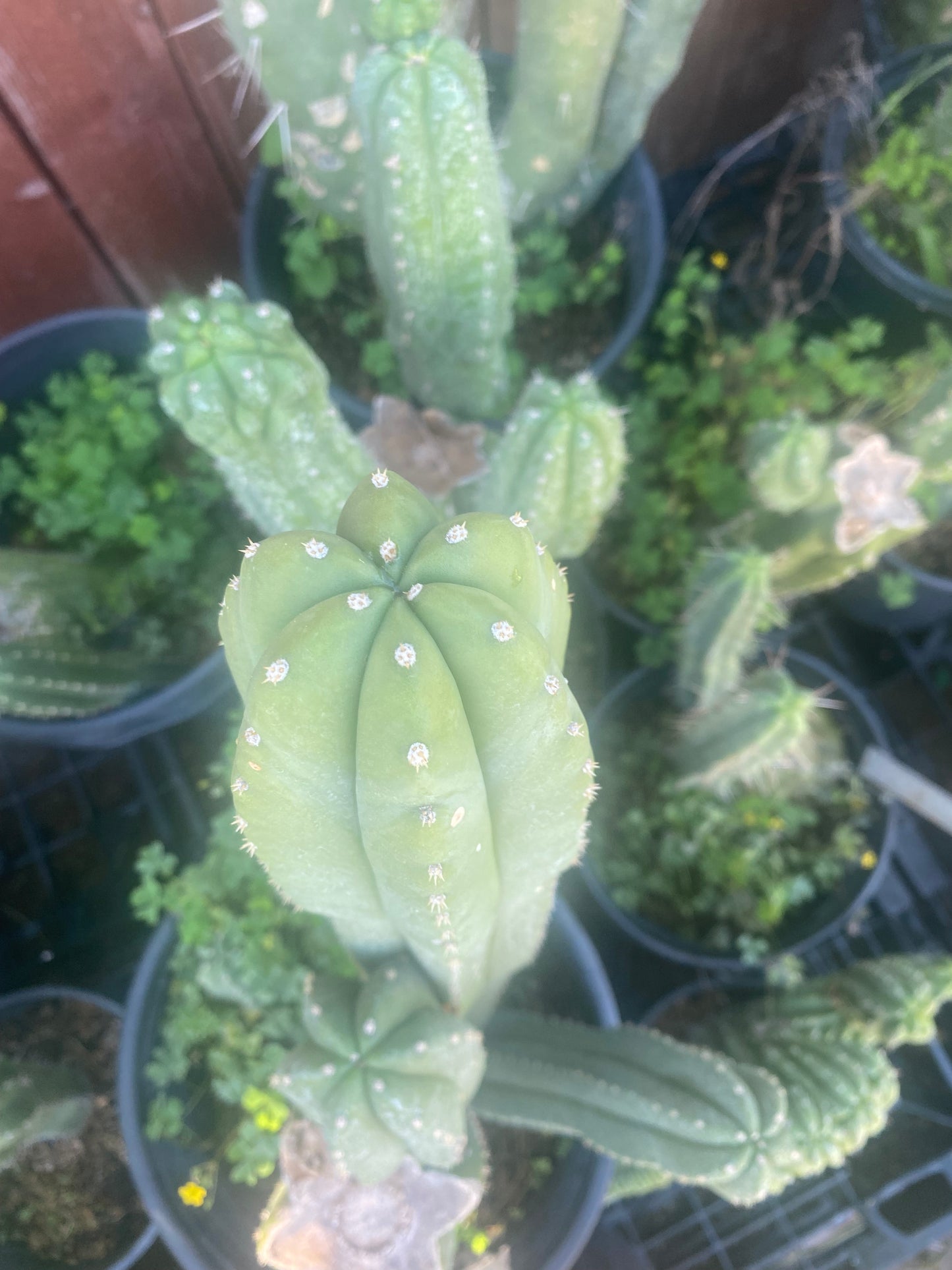 24” T. Pachanoi Cordobensis cutting
