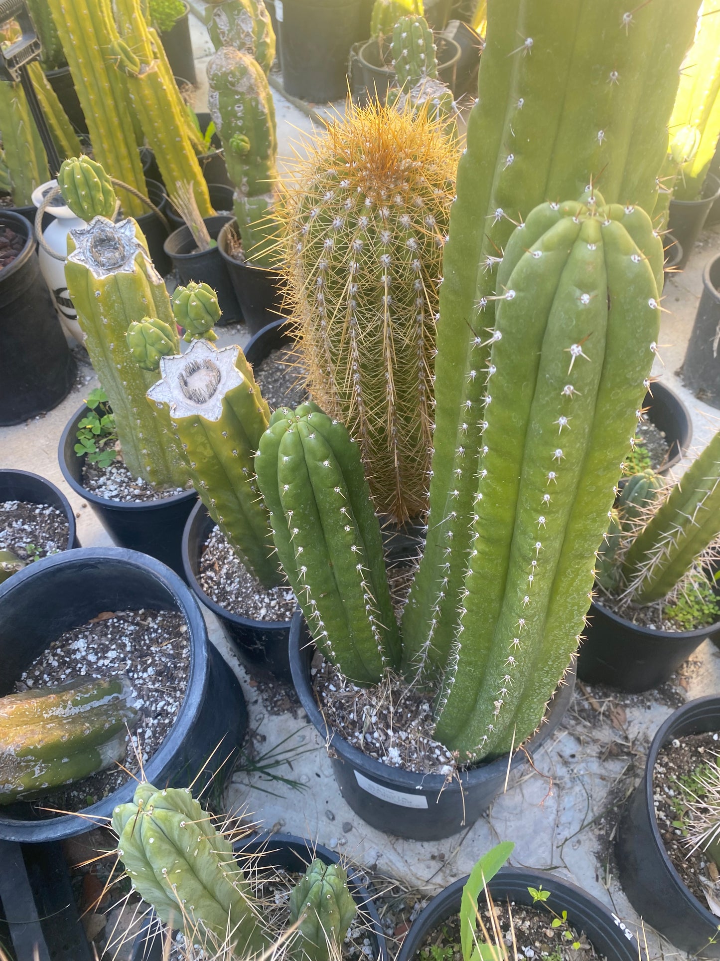 14 1/2” T. Pachanoi Monstrose Crest revert cutting