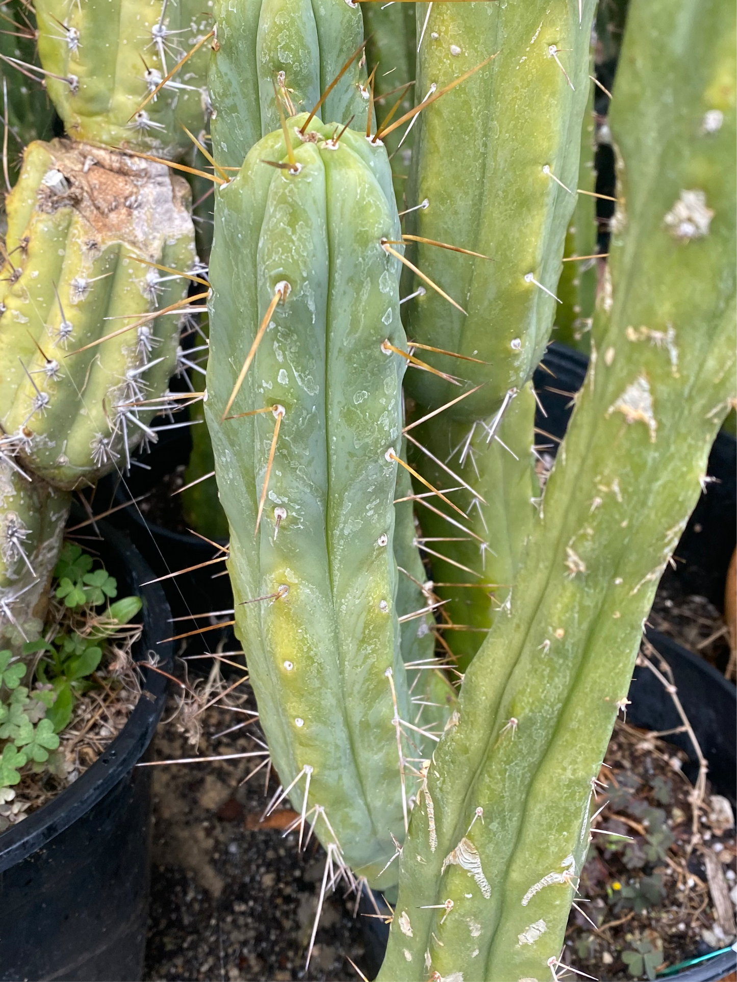 16” T. Bridgesii Bob Baker cutting B05
