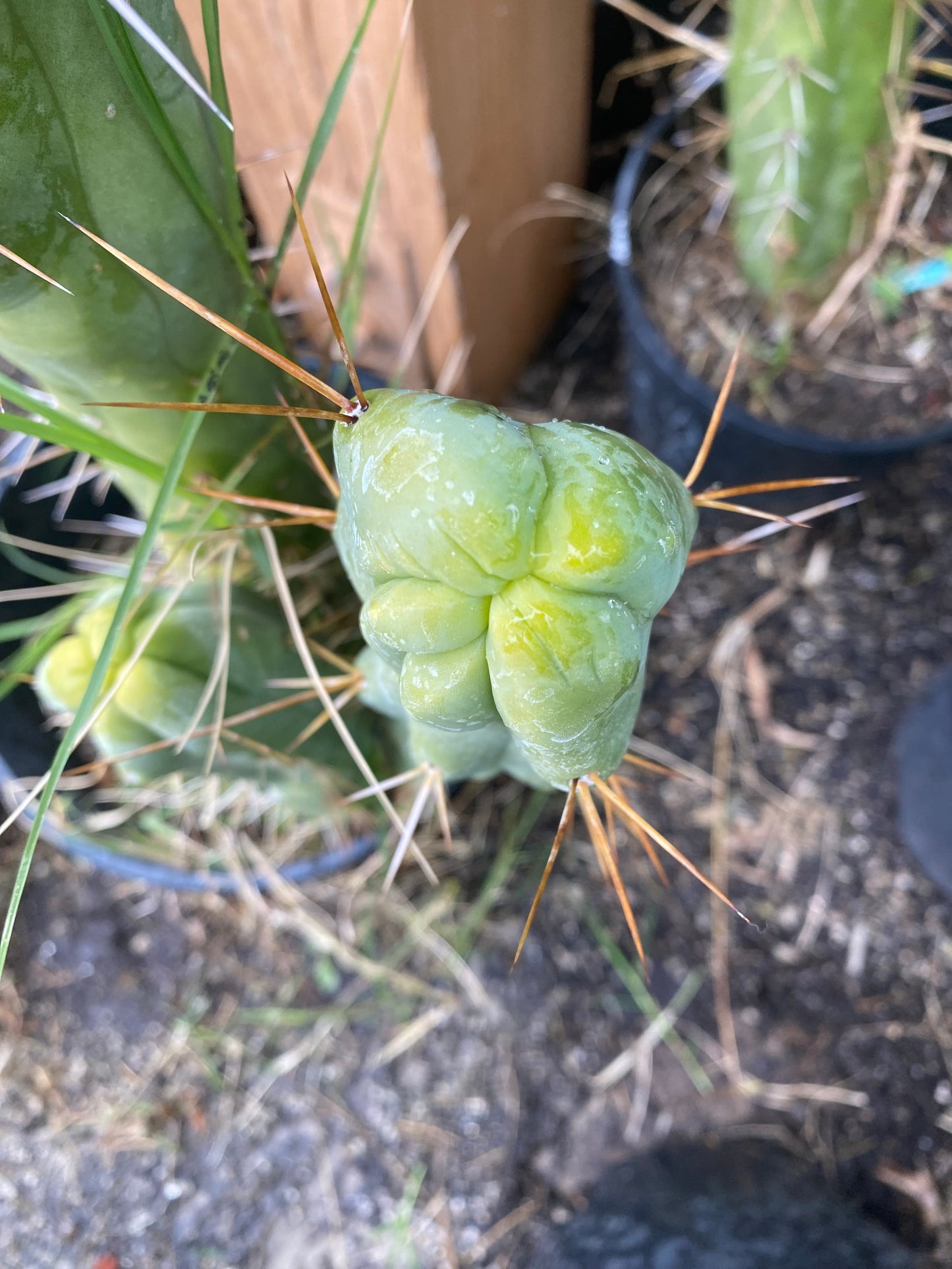 15” T. Bridgesii Monstrose Melted Wax Lotus Land cutting B22
