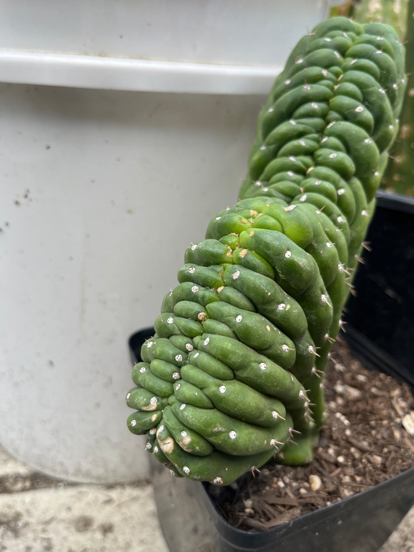 T. Pachanoi Monstrose Crest cutting