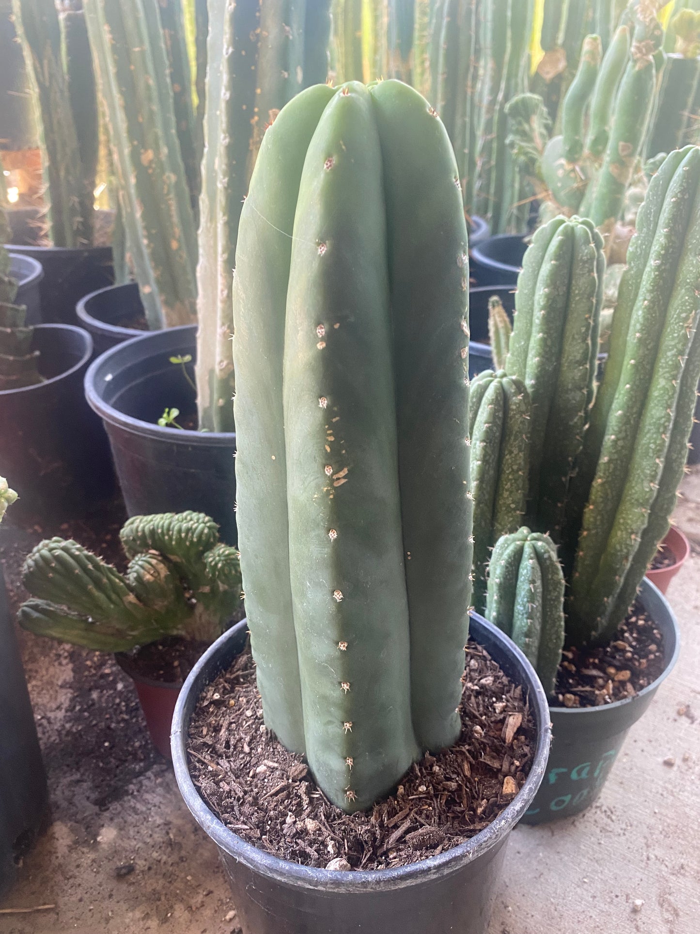 14 1/2” Huanucoensis x T. Scopulicola cutting