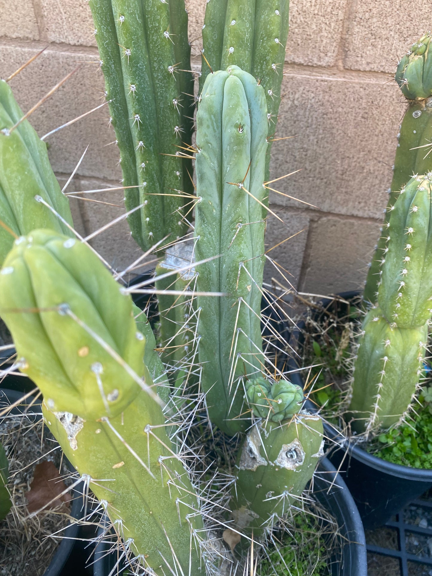 12 1/2” T. Bridgesii K.Knize cutting B07