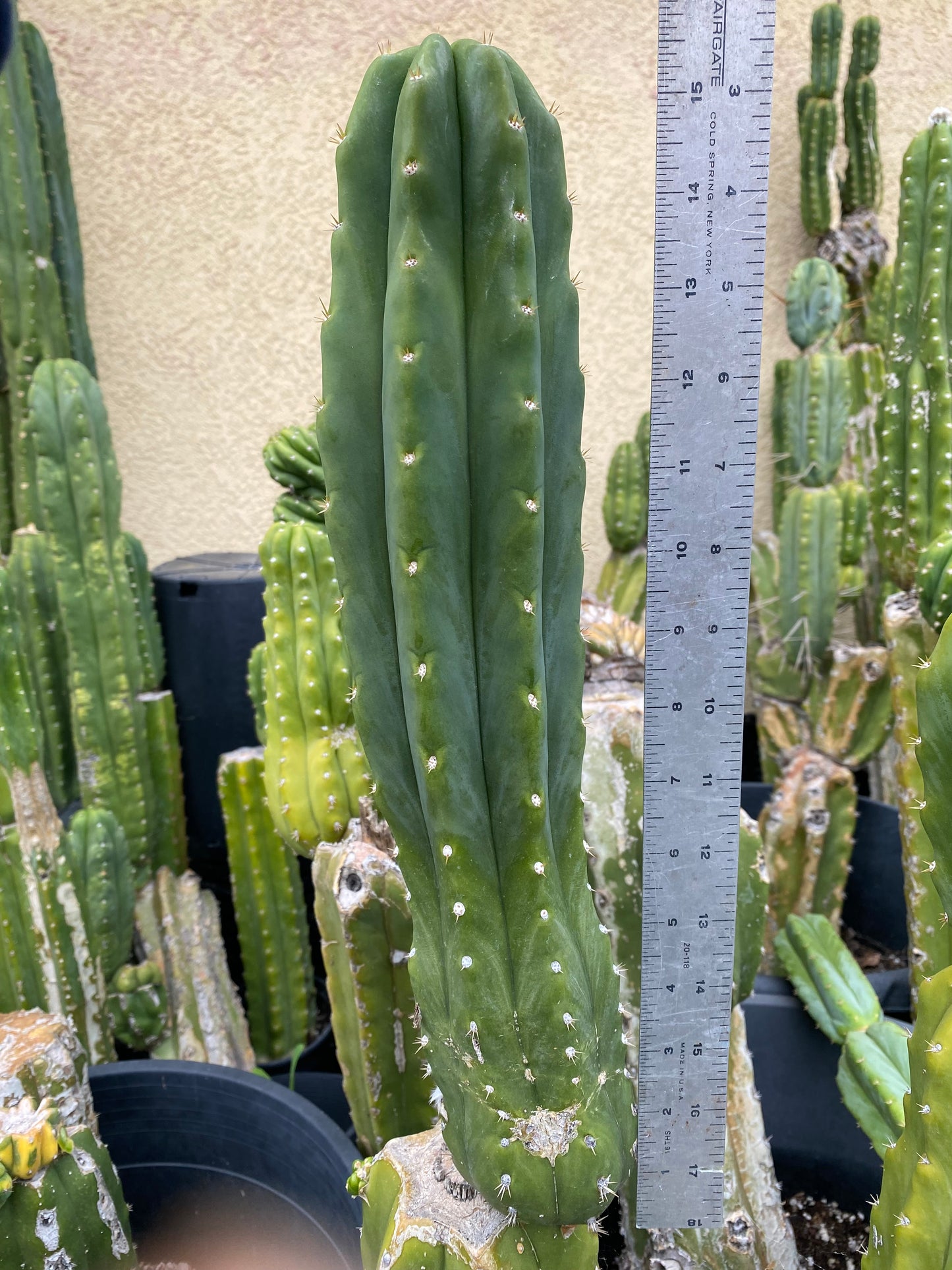 15” San Pedro cutting flowering tip
