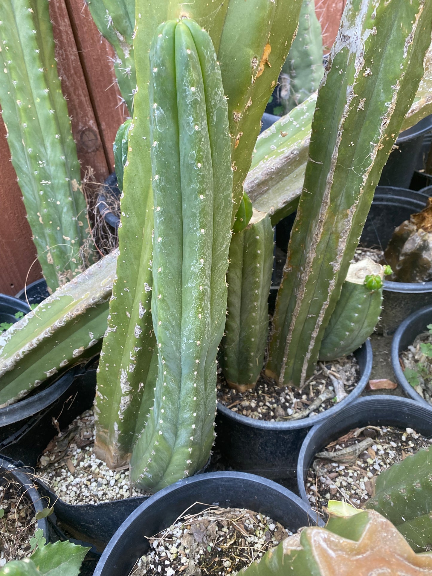 22” San Pedro top cutting