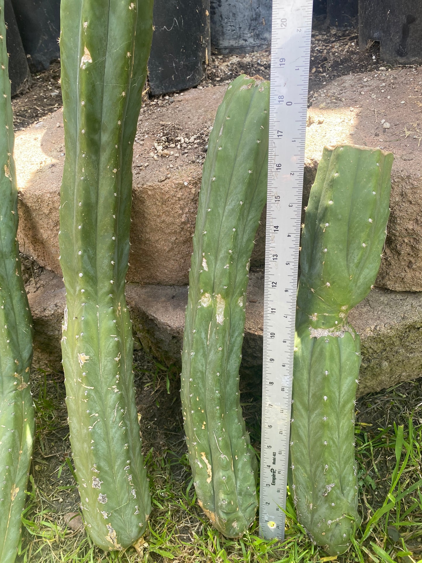 36” total San Pedro mix cuttings