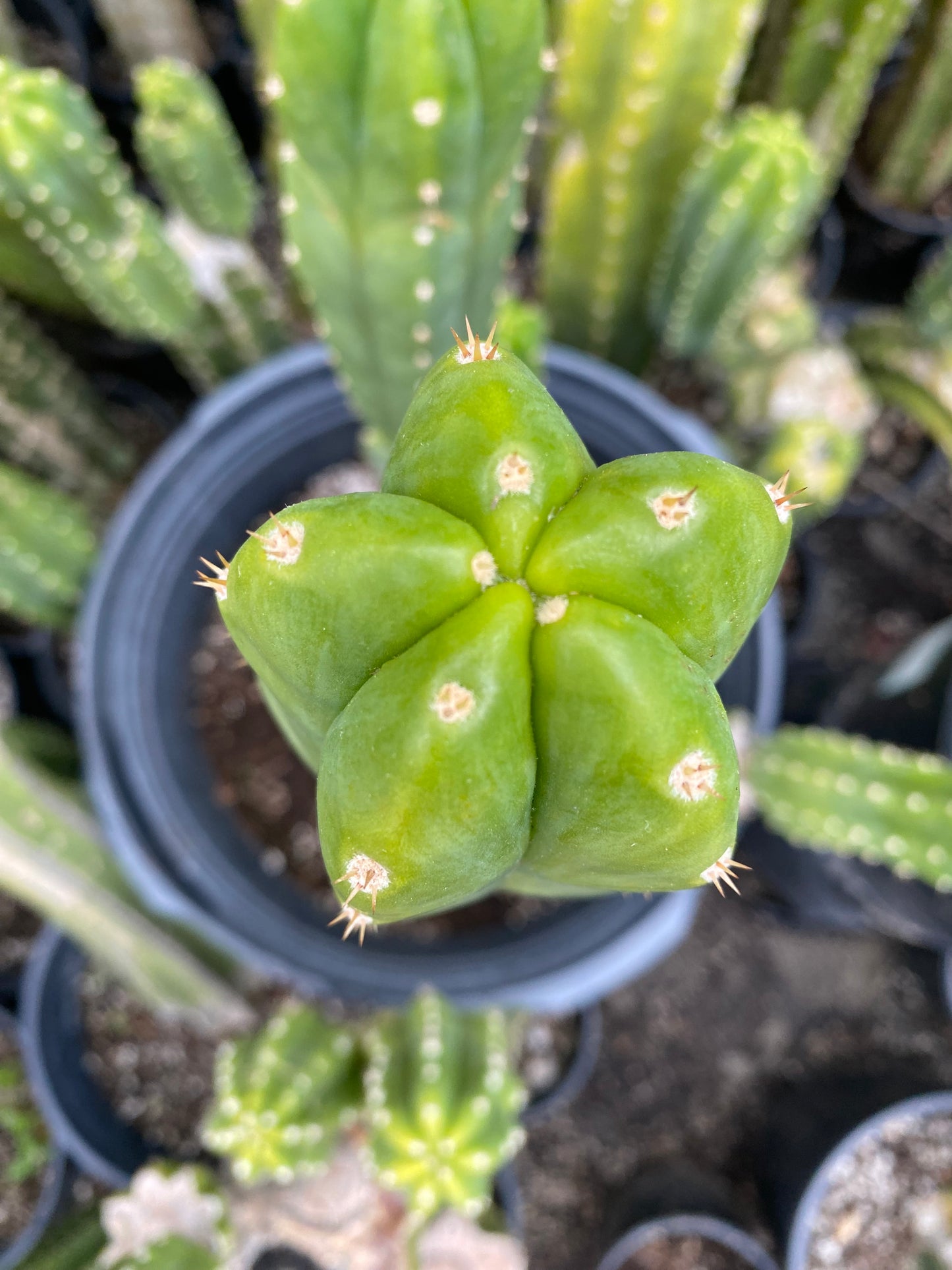 12” San Pedro top cutting