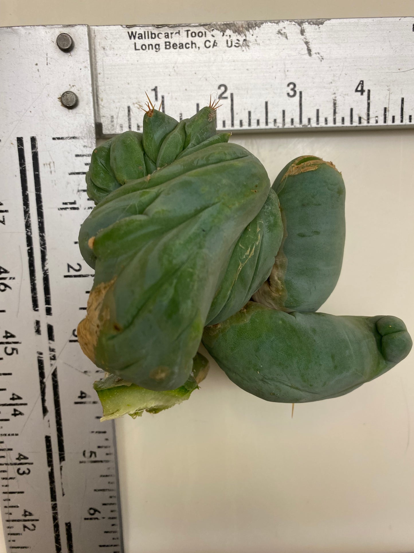 4” tall T. Bridgesii Monstrose Crest cutting