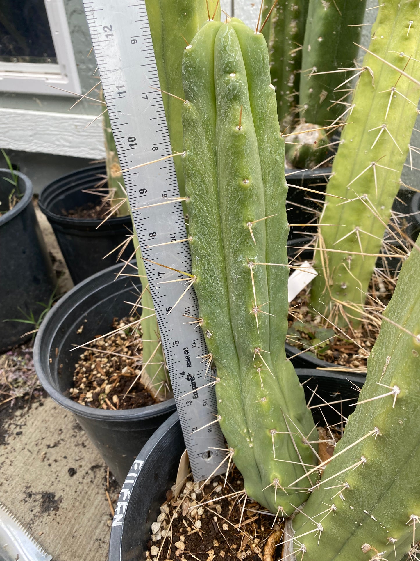 12” T. Bridgesii Eileen cutting