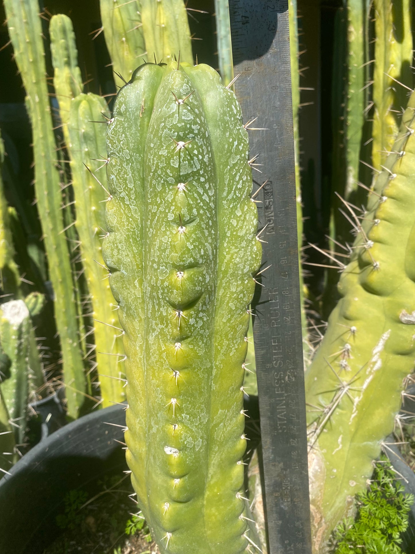 16” T. Pachanoi Monstrose cutting