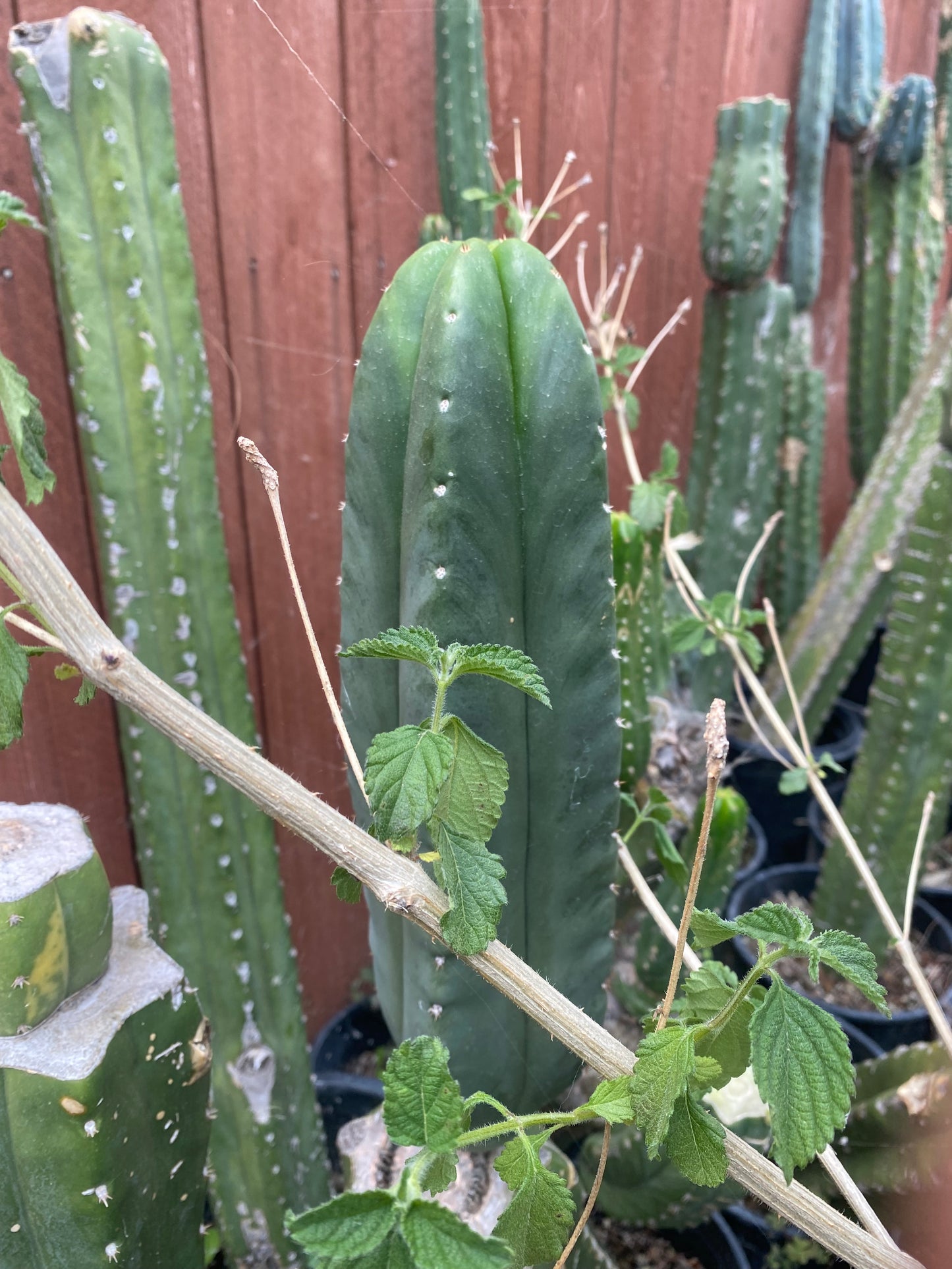 13” T. Scopulicola cutting