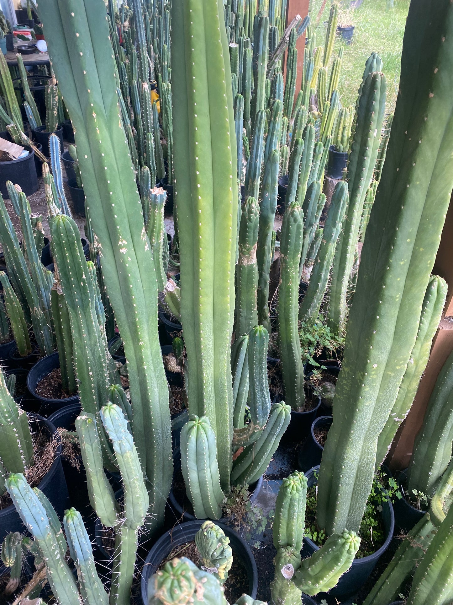 18” T. Pachanoi Cordobensis cutting