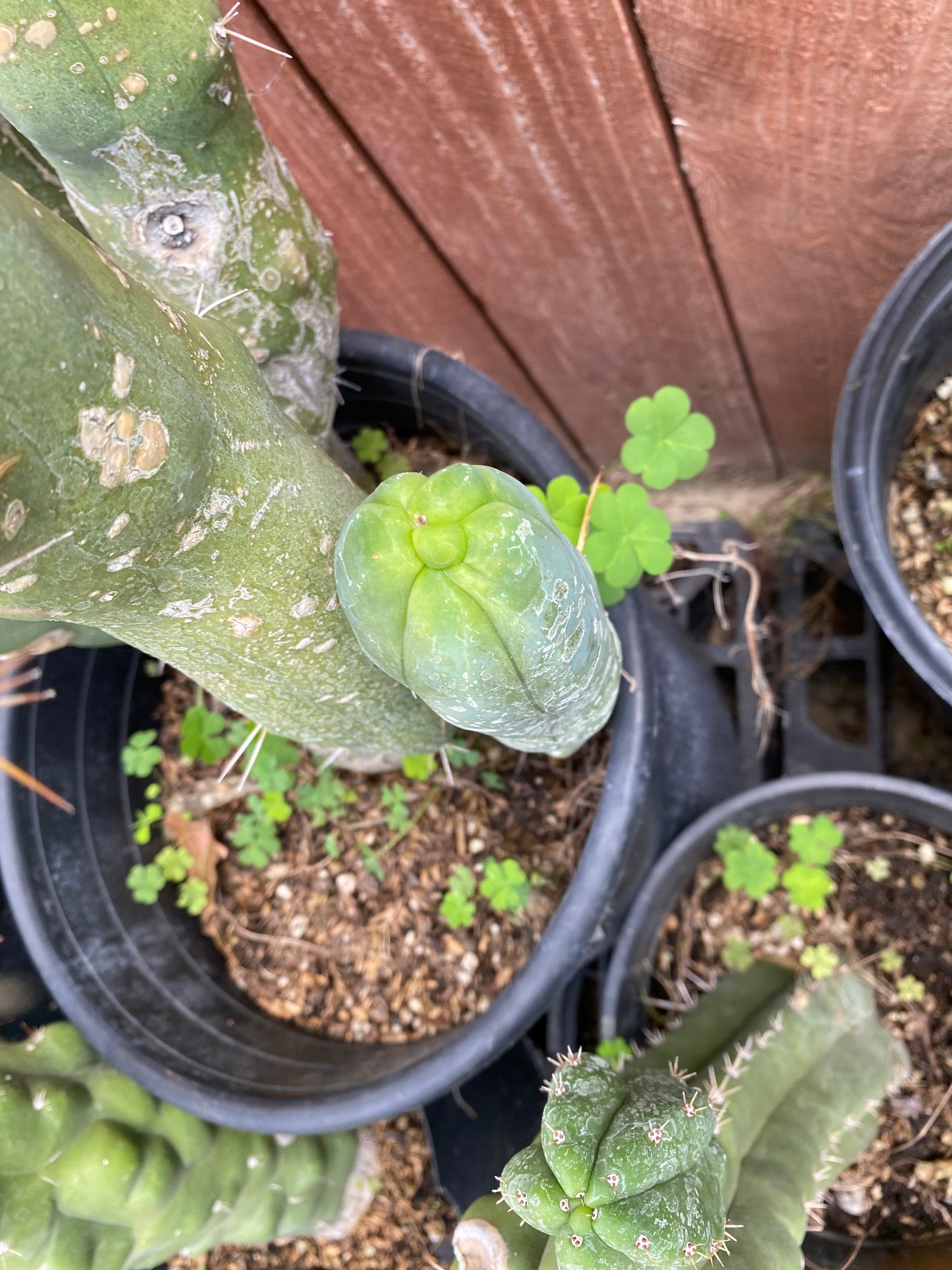 12” T. Bridgesii Monstrose Melted Wax cutting B29